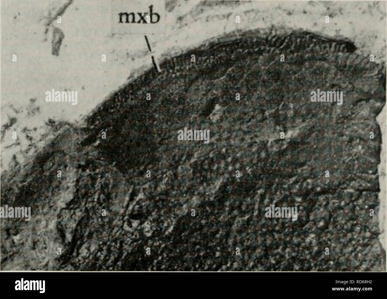 . Il Cyathaspididae; una famiglia di Silurian e jawless Devoniano vertebrati. Cyathaspididae. 316 FIELDIANA: geologia, volume 13 CEP), si trova tra la epitega laterale e si estende dalla parte rostrale epitegum al bordo posteriore. Un pineale macula (figg. 91,124, pm) di solito è segnato dal suo modello di cresta e una preminenza, ma non vi è alcun foramen. Vi è talvolta un distinto campo postrostral (fig.. Fig. 92. AUocryptaspis laticostata, CNHM, PF 1811; lato ventrale di incom- reparti rostro, mostrando orlo mascellare, mxb (X 3). 112,A, prf) (Stensio, 1958, pagg. 299-300 = pineale triangolo di Denison, 1963 Foto Stock