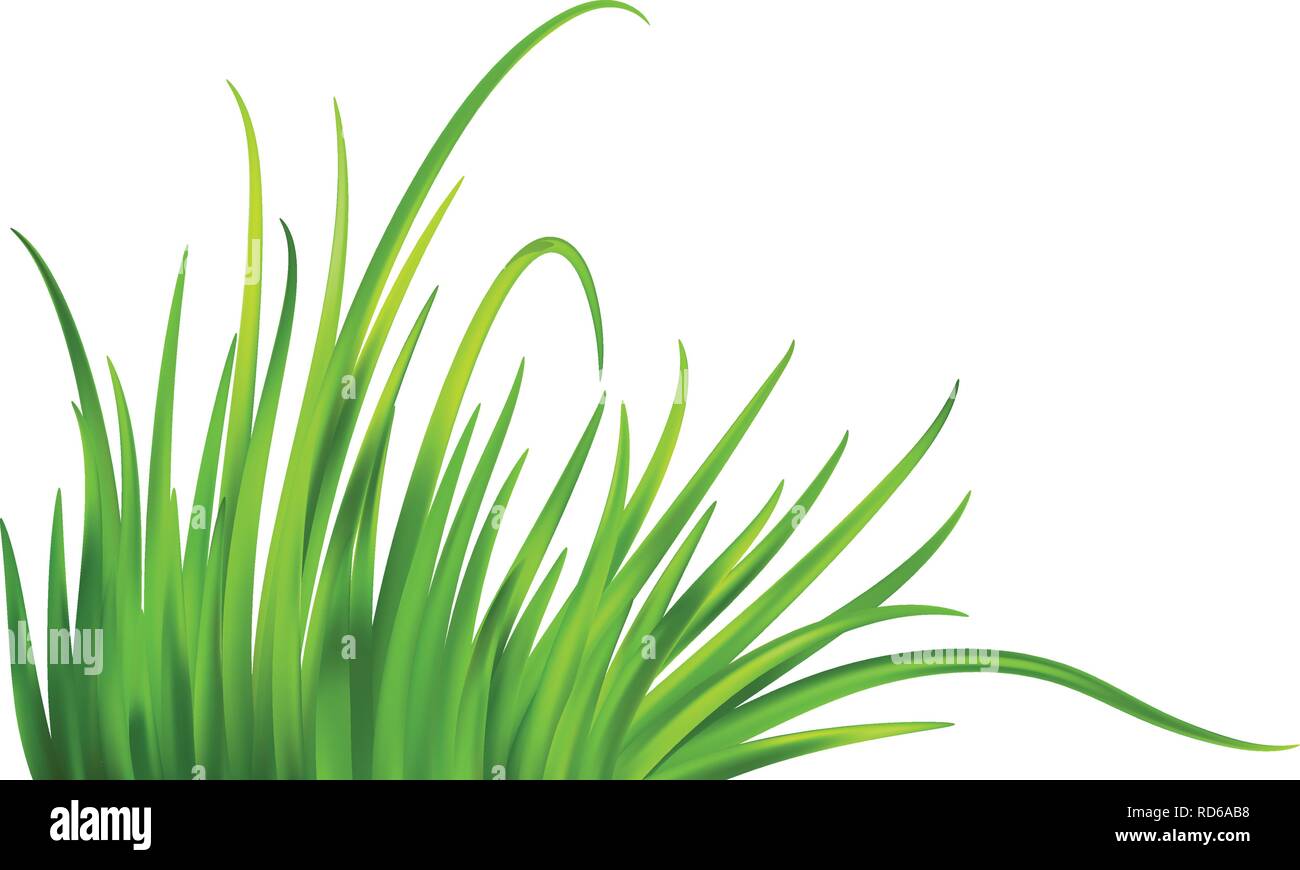 Molla Frash erba verde dello sfondo. Illustrazione Vettoriale Illustrazione Vettoriale