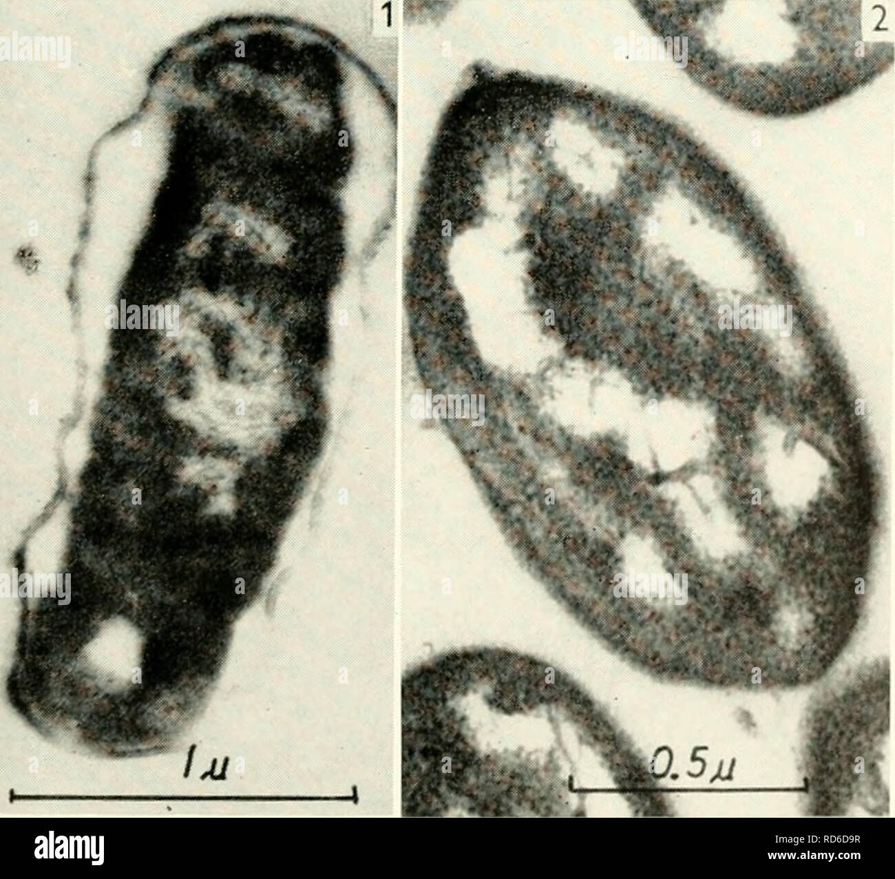 . Microscopia elettronica; il procedimento della Conferenza di Stoccolma, Settembre, 1956. Microscopia elettronica. Le cellule intatte, protoplasti e ""Fantasmi" di un Bacillus Ibl le aree citoplasmatica e nucleare sono equivalenti visto. A volte il contorno esterno del citomegalovirus- plasm appare leggermente più scura del resto di esso, suggerendo la presenza di una membrana citoplasmatica. Questi risultati sono in accordo con il fatto che i protoplasti molto mostrano lo stesso biochemi- cal e capacità fisiologiche come le cellule intatte. I protoplasti così respire alla stessa velocità come le cellule (13), Foto Stock