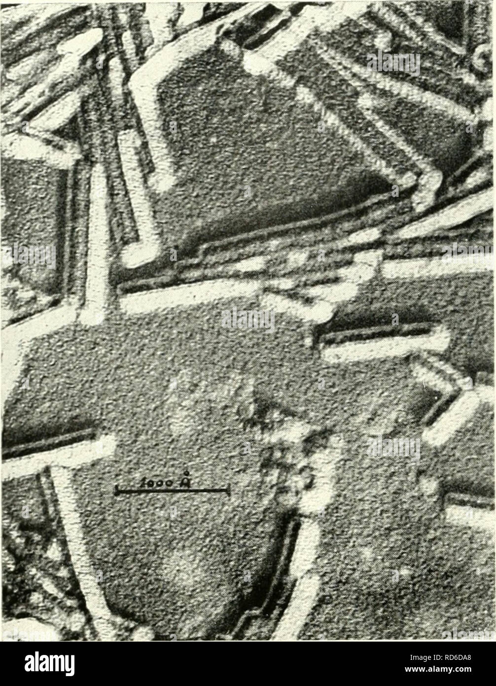 . Microscopia elettronica; il procedimento della Conferenza di Stoccolma, Settembre, 1956. Microscopia elettronica. 262 A. FELTYNOWSKI. Fig. 1. A singolo stadio replica di carbonio del virus del mosaico del tabacco aste che mostra struttura periodica lungo l'asse dello stelo, longi- tudinal struttura e sezione trasversale esagonale. Mangification strumentale 40.000. Ingrandimento finale 160.000. sotto forma di un "lisca di pesce"' disposizione, (b) un longitu- struttura dinal acceso per tutta la lunghezza dell'asta (c) elementi di prova del fatto che la sezione trasversale dello stelo è angolare. Molte delle aste sono stati risolti con una definita trasversale esagonale-sec Foto Stock