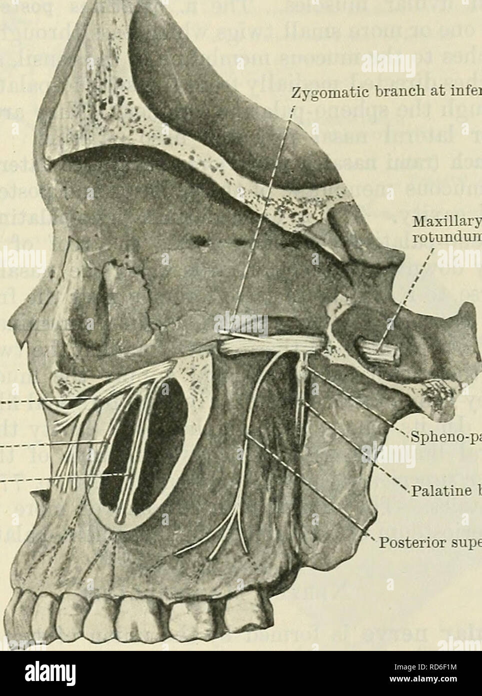 Fessura orbitale inferiore immagini e fotografie stock ad alta