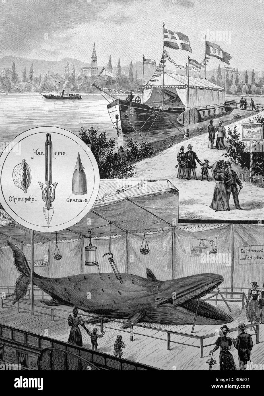 Balena flottante mostra sul fiume Reno, illustrazione storico, ca. 1893 Foto Stock