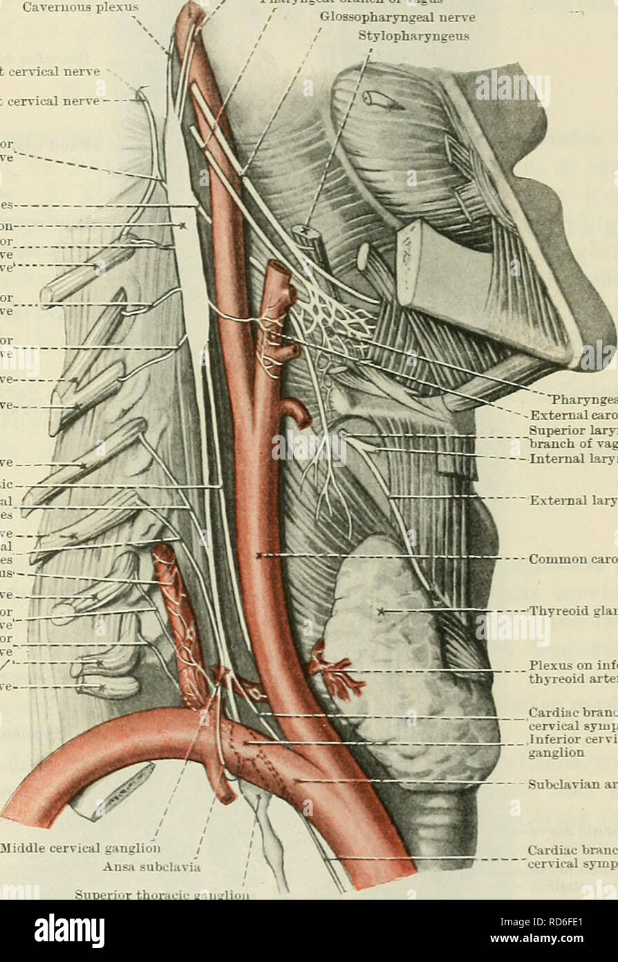 . Cunningham il libro di testo di anatomia. Anatomia. SUPEEIOE GANGLIO CEEVICAL. 757 2. Cuore.-N. Cardiacus Superior.-La superior ramo cardiaco è un nervo slanciata che sulla destra scende dietro le navi di grandi dimensioni nel torace per unire la profonda plesso cardiaco. Sul lato sinistro il corso del nervo è simile al collo, ma nelle superior mediastino passa tra la carotide sinistra e la vena succlavia arterie e oltre l'arco aortico, per unirsi con la cervicale inferiore ramo cardiaco del vago nella formazione del superficiale del plesso cardiaco. Nel loro corso entrambi i nervi modulo co Foto Stock