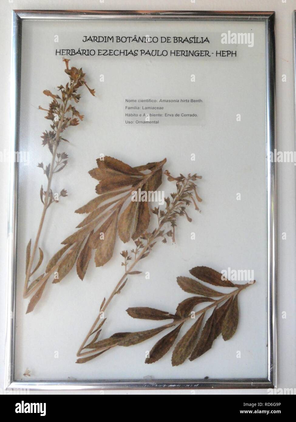 Amasonia hirta - Herbário Ezechias Paulo Heringer - Foto Stock