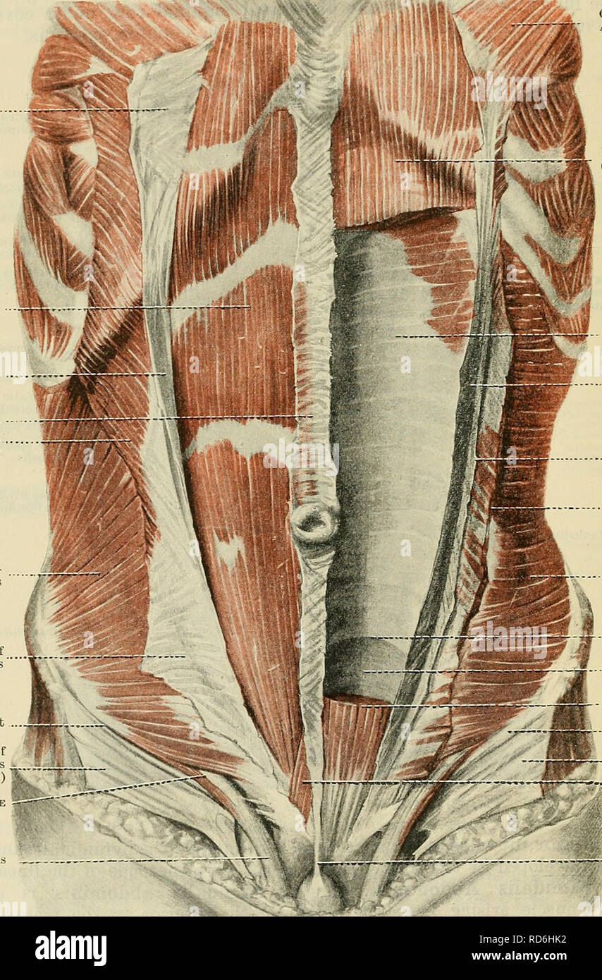 . Cunningham il libro di testo di anatomia. Anatomia. 482 IL SISTEMA MUSCULAE. superficie, ma che non si estende attraverso tutta la sostanza del muscolo, sono tre o più trasversale intersezioni tendinee (inscriptiones tendinese), aderente alla guaina del muscolo ; il più basso di fronte l'ombelico e il massimo circa il livello dello xifoide processo. Il bordo mediale del muscolo si trova a fianco della linea alba; il suo bordo laterale è convesso, e corrisponde alla linea semilunaris. Il muscolo viene trafitto dai rami terminali della parte inferiore della cassa toracica nervi. Â ¢ Aponeurosis di obliquus externus Foto Stock