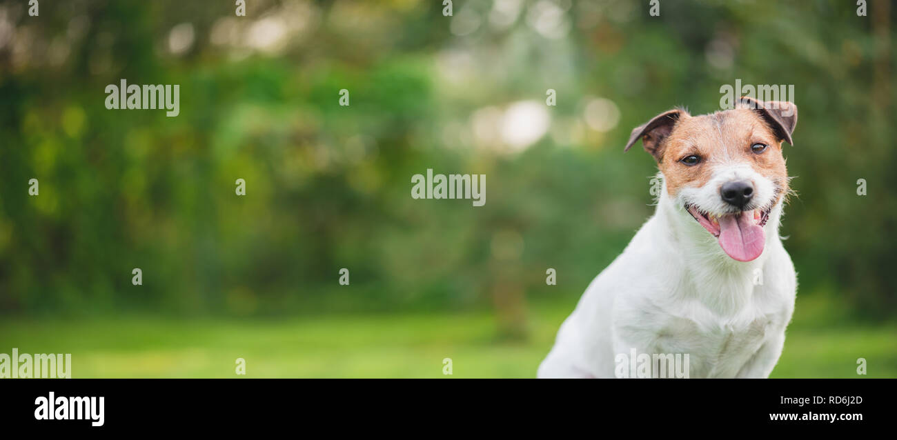 Banner panoramico con dog sitter contro verde sfondo sfocato Foto Stock