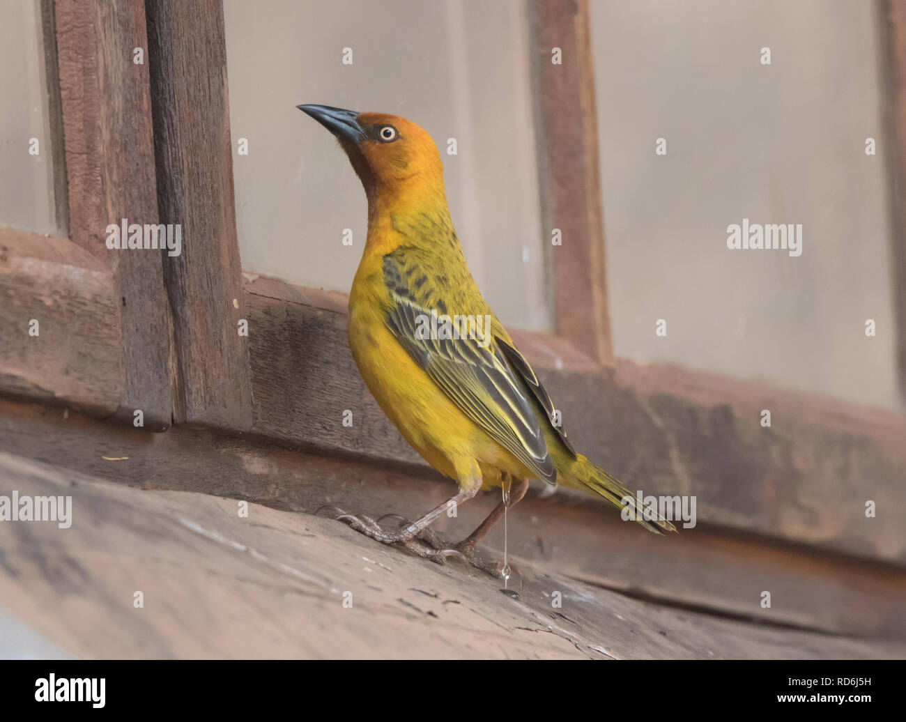 Spectacled Weaver (Ploceus ocularis) Foto Stock