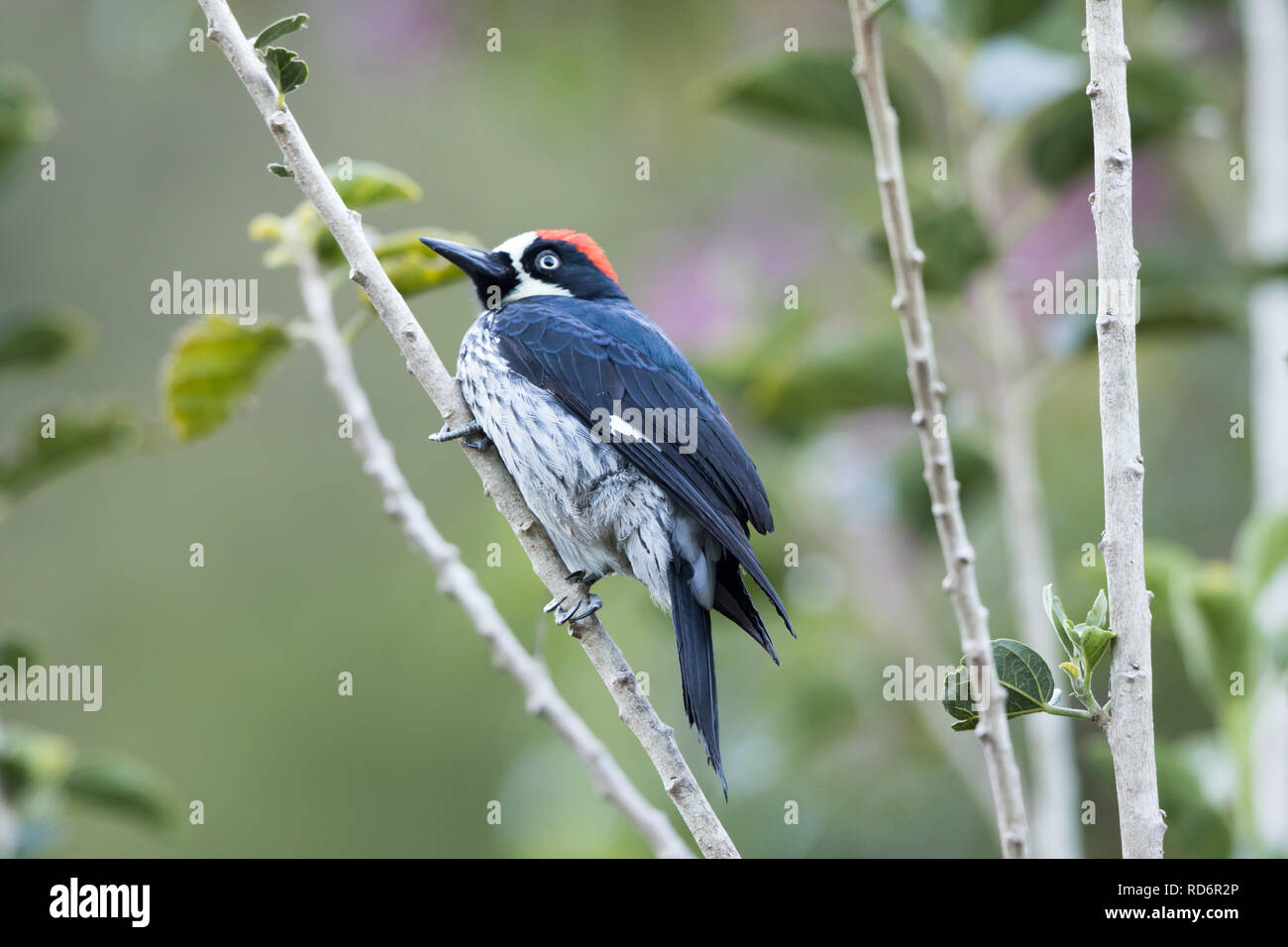 Acorn Woodpecker (Melanerpes formicivorus) Foto Stock