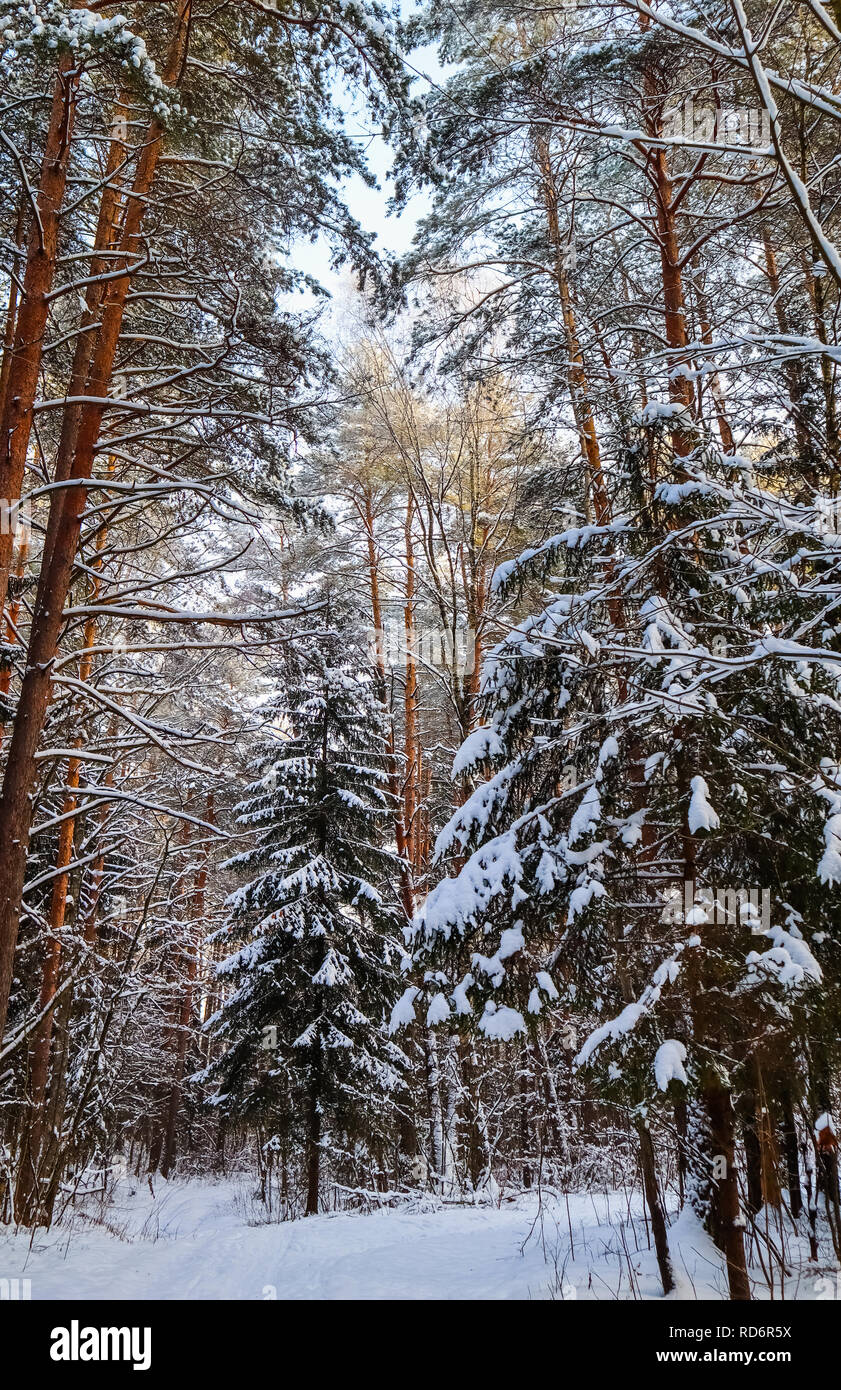 Nevoso inverno foresta in una giornata di sole. Il bianco della neve percorso. Coperte di neve alberi Foto Stock