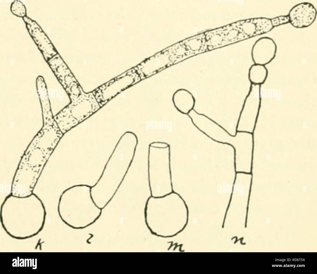 . Studi culturali di specie di Penicillium. Penicillium -- le culture e terreni di coltura; Funghi -- le culture e terreni di coltura. WW lillW j Fig. i. Penicillium rnt/nttnrti Thorn: un, jciri di conidiophore e della base della fruttificazione, altamente mag- Ing produzione di basidia sui lati come pure un&LT; apice del basidiophore; 6, c, altri tipi di ramificazione; â ¢/. giovani conidiophore jus! Ramificazione; &lt;, /. basidia e la formazione dei conidi, fortemente ingrandita; &LT;j, U,j. diagrammi di tipi di fruttificazione come si vede a bassa potenza che mi &lt; 80); /.-. /, M, u, germina- zione dei conidi ana nuovi conidi processo di produ Foto Stock