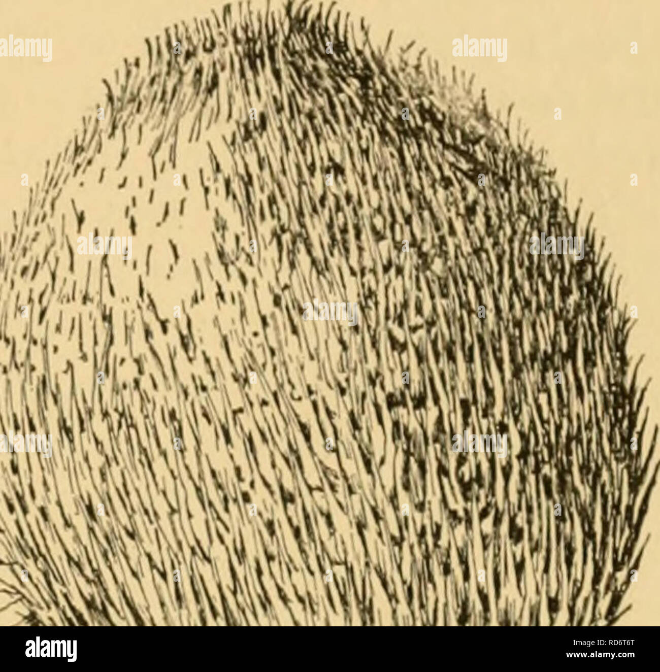 . Il coltivato sempreverdi; un manuale di conifere e più importante di latifoglie sempreverdi piantate per ornamento negli Stati Uniti e in Canada. Sempreverdi; conifere. Enumerazione delle conifere 243 a 100 metri di altezza, con diffusione e leggermente rami pendenti sollevata in corrispondenza delle estremità, in vortici di 5-7, con l'branchlets e foglie tufted alle estremità, che tende a scomparire sotto come la pianta cresce: foglie oblunghe-lanceolate, molto attenuata e molto affilate- embricata: fiori staminate 4-5. 1-2 pollici di lunghezza, alquanto decurrent, appuntita, glaucous profondo verde, vagamente pollici lungo: coni globose, Foto Stock