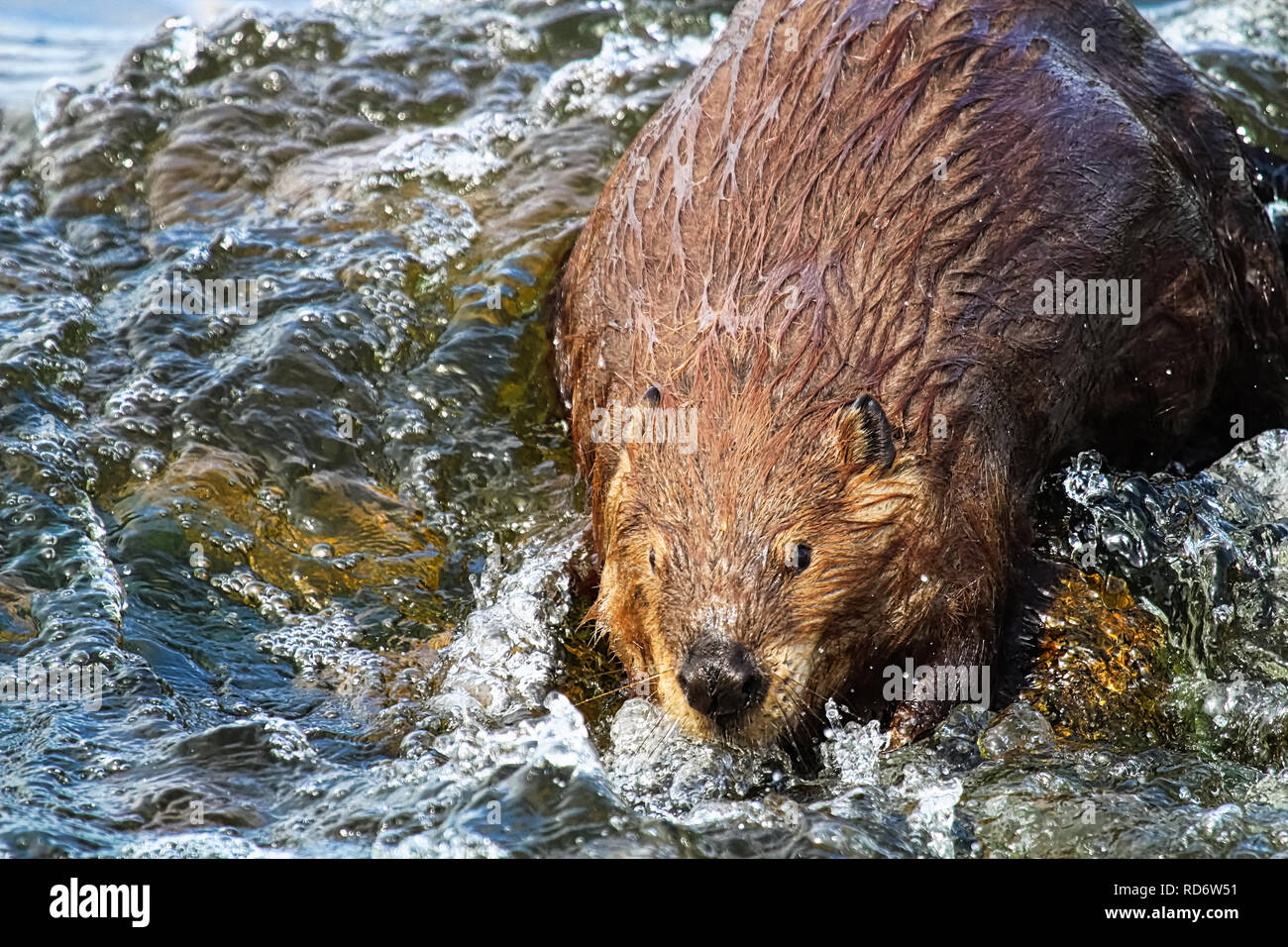 Un castoro guardando verso la fotocamera in acqua fluttuante. Foto Stock