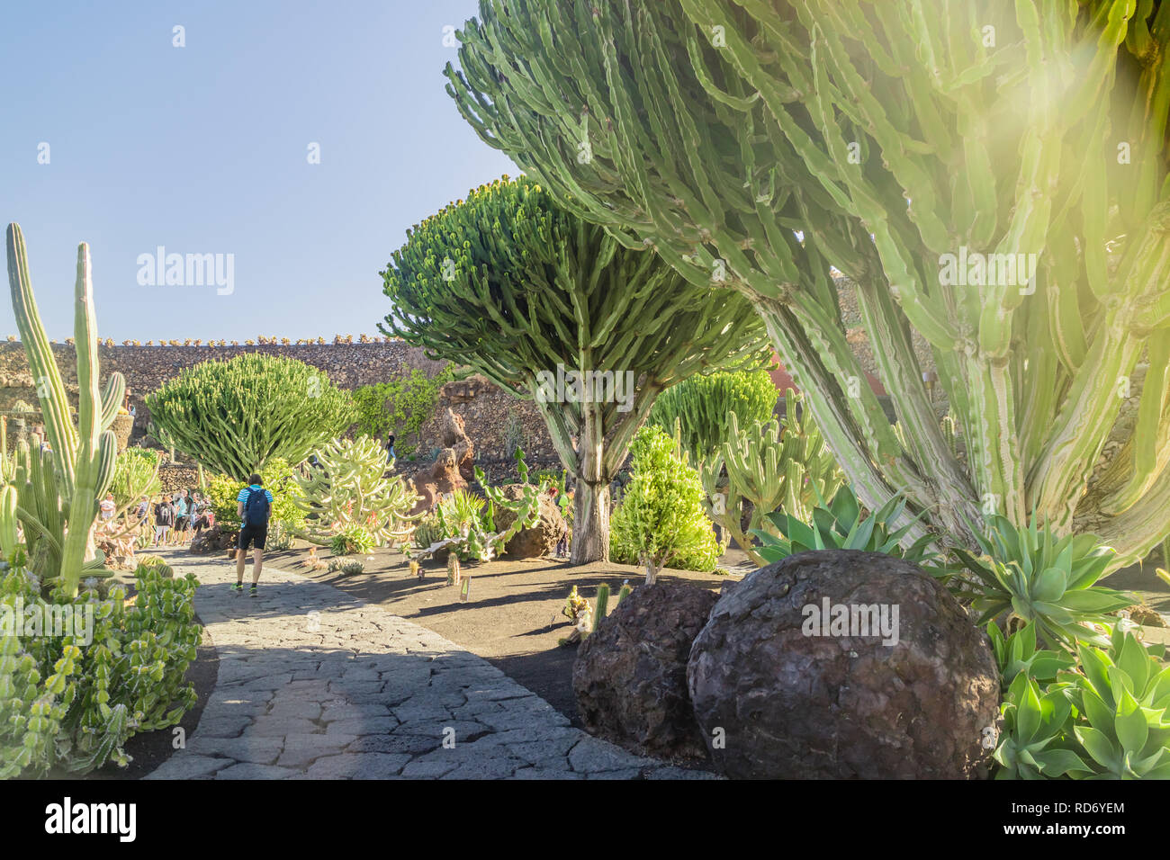 Popolare località turistica Jardin de Cactus (giardino di cactus) in Guatiza, Lanzarote, Isole Canarie, Las Palmas, Spagna Foto Stock