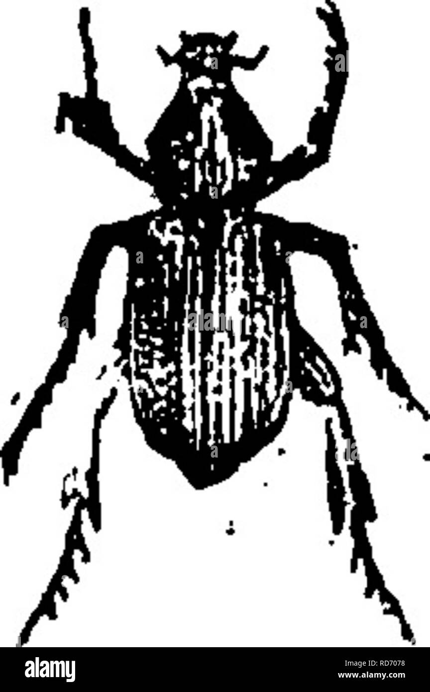 . Un manuale per lo studio degli insetti. Gli insetti. COLEOPTERA. 561 Le larve di diverse specie di maggio-coleotteri vengono comunemente classificati insieme sotto il nome di '' le larve del bianco". Essi sono spesso grandi parassiti nei prati e nei campi coltivati. Abbiamo conosciuto grandi piantagioni di fragole di essere distrutto da loro e hanno visto grandi pezze di terra in pascoli da cui i morti sod potrebbe essere arrotolato come un rotolo sarebbe un tappeto da pavimento, le radici che sono state tutte distrutte e il terreno appena sotto la superficie finemente polverizzato da queste larve. Nessun metodo soddisfacente di lotta contro questo organismo nocivo h Foto Stock