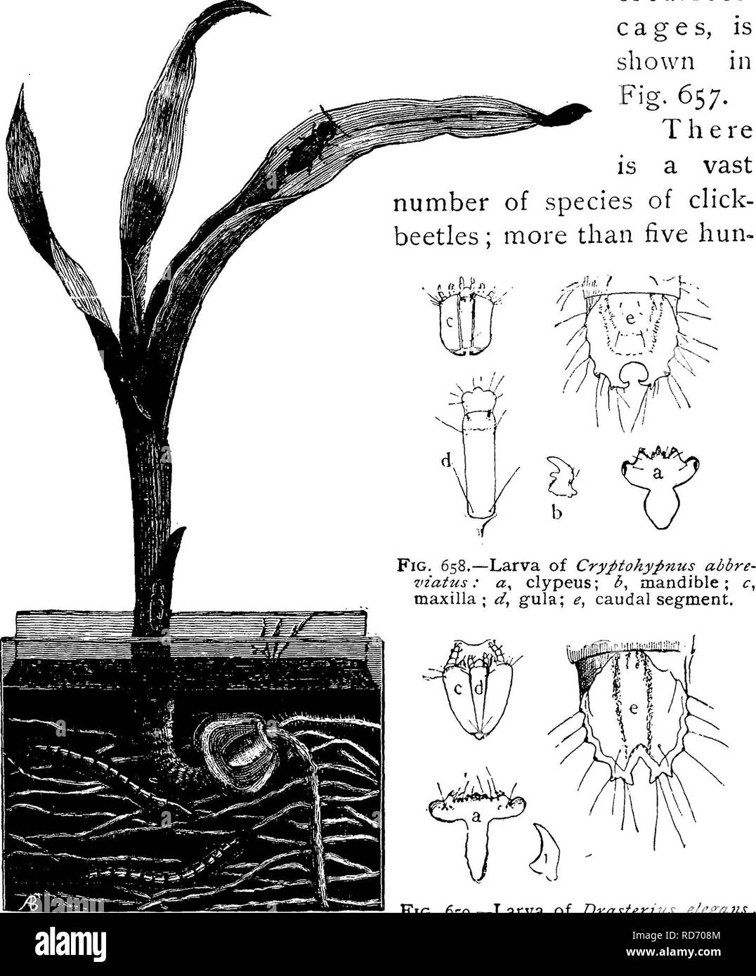 . Un manuale per lo studio degli insetti. Gli insetti. 546 LO STUDIO DEGLI INSETTI, rovinato sin dall'inizio. La comparsa di questi insetti quando nel terreno, come visto attraverso il vetro lato di uno di ourroot- gabbie, è mostrato in Fig. 657. T qui vasto è un numero di specie di fare clic su- coleotteri ; più di cinque hun-. Fig. 659.-larva di elega Drasterixis7è : ^ , . , ^ • • " ^^^, -a;, clypeus; b, mandibola ; *^ coleotteri (da un provino in Cornell •11 Insectary). The Spotted beetle rappresentato (jrcd liaVC stato deSCribeCl vicino alla base della pianta è Drastenus -xt 1 a • 1 elegans; che in prossimità della parte superiore del piano Foto Stock