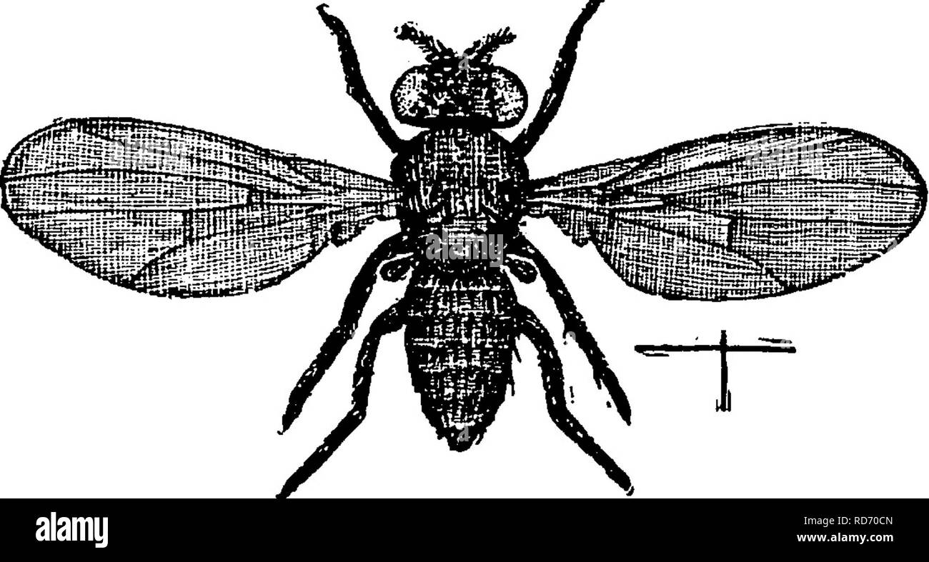 . Un manuale per lo studio degli insetti. Gli insetti. Ditteri. 487 conto del notevole salti che possono fare. Ciò viene realizzato portando dapprima la testa e la coda termina insieme e poi improvvisamente la raddrizzatura del corpo. In questo modo uno di questi vermi possono saltare parecchi pollici. Al genere Ephydra (Ef'y-dra) della sottofamiglia Ephydrince (Ef-y-dri'nae) appartengono numerose specie di larve di che vivere in marine o fortemente alcaline acque. Nel lontano ovest e in Messico queste larve si verificano in laghi alcalino in innumerevoli ; e vengono lavate a terra in quantità tali che stai di th Foto Stock