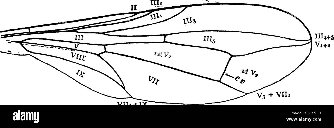 . Un manuale per lo studio degli insetti. Gli insetti. Fig. 577.-Pipuji- cuius. La venatura. V112-MX Fig. 578.-Ala di Pipunculus. Il primo ramo di vena V si avvicinano tra loro in corrispondenza delle loro estremità. Vena V3 diventa coalescente con vena VII, per quasi tutta la sua lunghezza. Vene VII e IX coalescere in corrispondenza delle loro estremità. Cellule III e V sono lunghi. La mosche hover in luoghi ombrosi. Essi talvolta si trovano sui fiori e può essere spazzato da piante basse; i nostri più comuni specie misurare circa un ottavo di un pollice di lunghezza, non comprese le ali. Le larve così lontano come è noto sono al momento parassita bug. * Bollettino della U. S. National Foto Stock