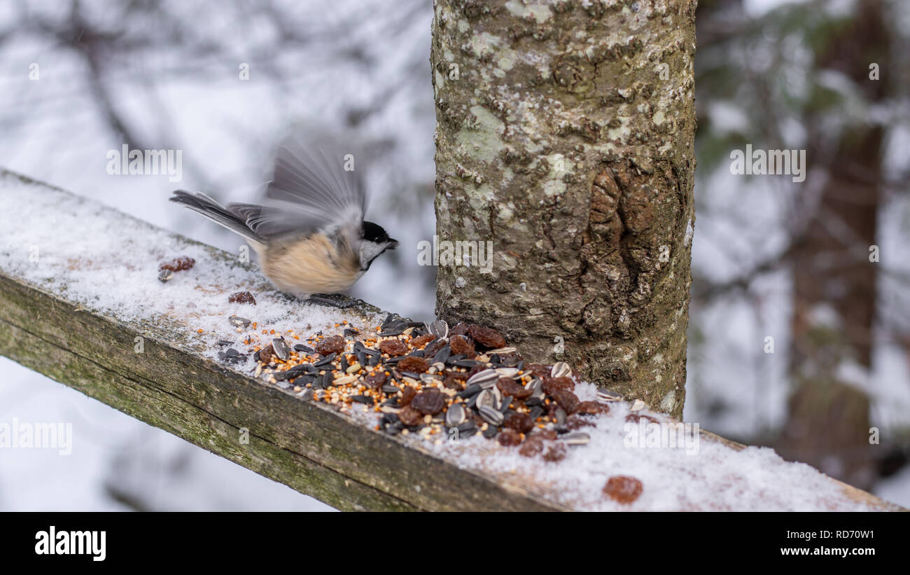 Luisa mangiare semi di uccelli in inverno Foto Stock