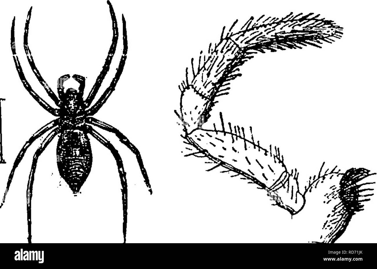 . Un manuale per lo studio degli insetti. Gli insetti. 30 LO STUDIO DEGLI INSETTI. soggiorni femmina con il suo uovo-sac. A inizio estate a maschio e femmina di vivere insieme nel nido. Famiglia Clubionid^ (Clu-bi-sull'i-dae). Il Clubionids, o tubo tessitori in parte. Ci si può trovare durante il periodo estivo, in configurazione tubolare appiattita nidifica su piante, solitamente in foglie di laminati, ragni che girano senza veli per intrappolare la loro preda. Queste ragni molto strettamente re- semble la Drassids nella struttura, ma di solito sono di colore più chiaro, con le gambe un po' più a lungo e più snello e l'addome di più quasi cilindrica (Fig. 31). PiG.'sx.-c/^^/- fig. Foto Stock