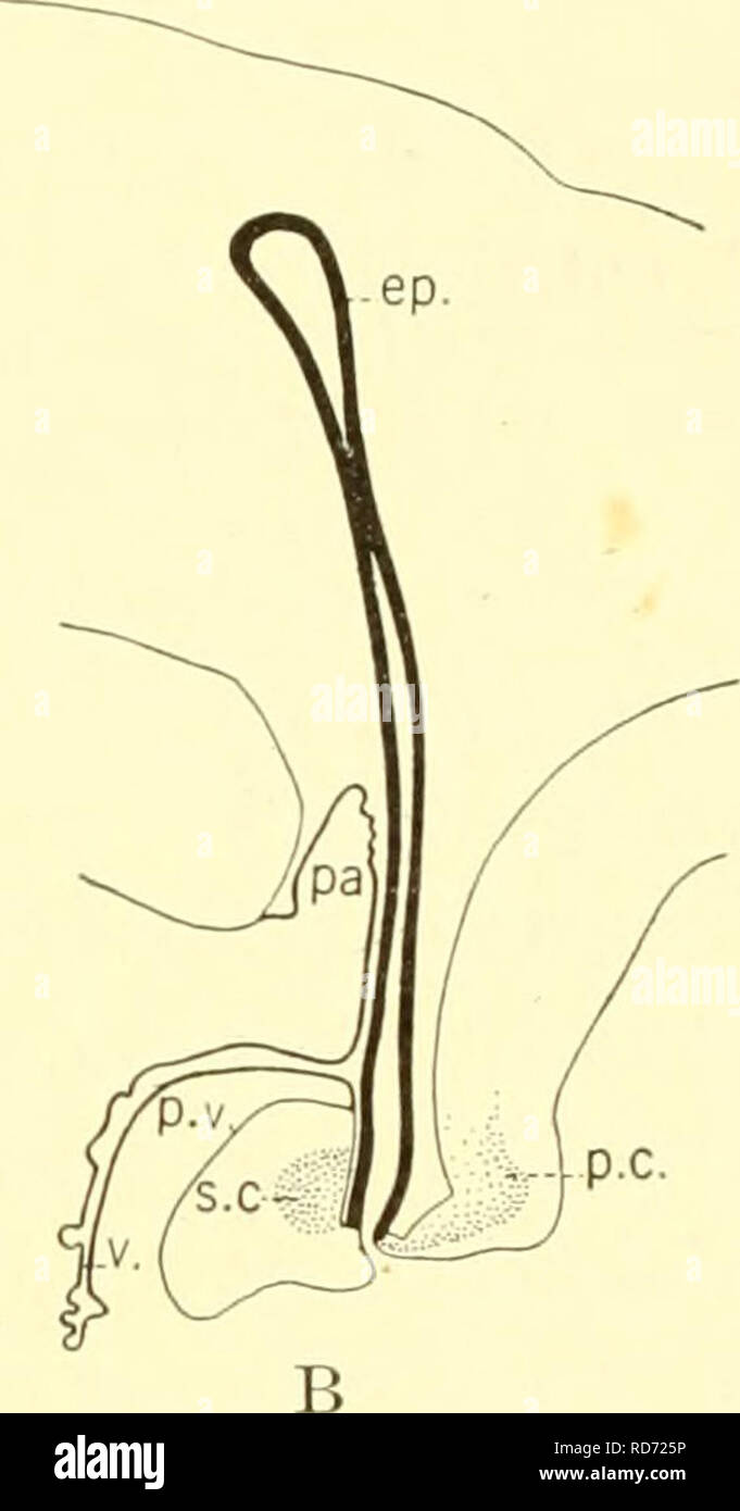 . Il elasmobranch pesci. Chondrichthyes. Fig. 214. Le fasi A e B per lo sviluppo della regione pineale di Acanthios. (Da Minot.) ep., epifesi; pa., paraphysis; P.c, commissura posteriore; p.v., postvelar arch; s.c, commissura superior; v., velum. in forma e si rastrema progressivamente l)un ACK per il midollo spinale. È da questo segmento che la maggior parte dei nervi cranici derivano; tutti infatti tranne i primi quattro prendere la loro origine qui. Vista INTEENAL del cervello di una sezione sagittale attraverso il cervello ol Scymnus (fig. 213b) mostra all'interno della medulla la grande cavità del quarto ventricolo. Il pavimento e il lato Foto Stock