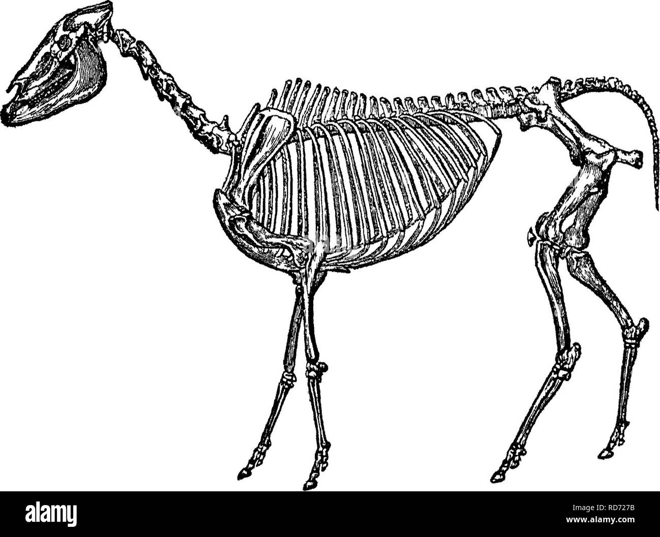 . Punti del cavallo; un trattato sulla conformazione, movimenti, razze e di evoluzione del cavallo. I cavalli. 290 EVOLUZIONE DEL CAVALLO. del piede anormale di un pony mare ho preso nel Surrey in 1894. Questo mare, che era di circa 132 alta, e che era stato della luce di trapper classe, non ha subito alcun inconveniente nei suoi movimenti dalla presenza della cifra in soprannumero. Al momento ho preso la fotografia, questo pony aveva dal suo lato una smart, sano puledro, i cui piedi erano normali. Fig 372 rappresenta le ossa di un puledro è vicino a zampa anteriore che è stato dato dal Professor Goubaux al Collegio veterinario presso Alfor Foto Stock