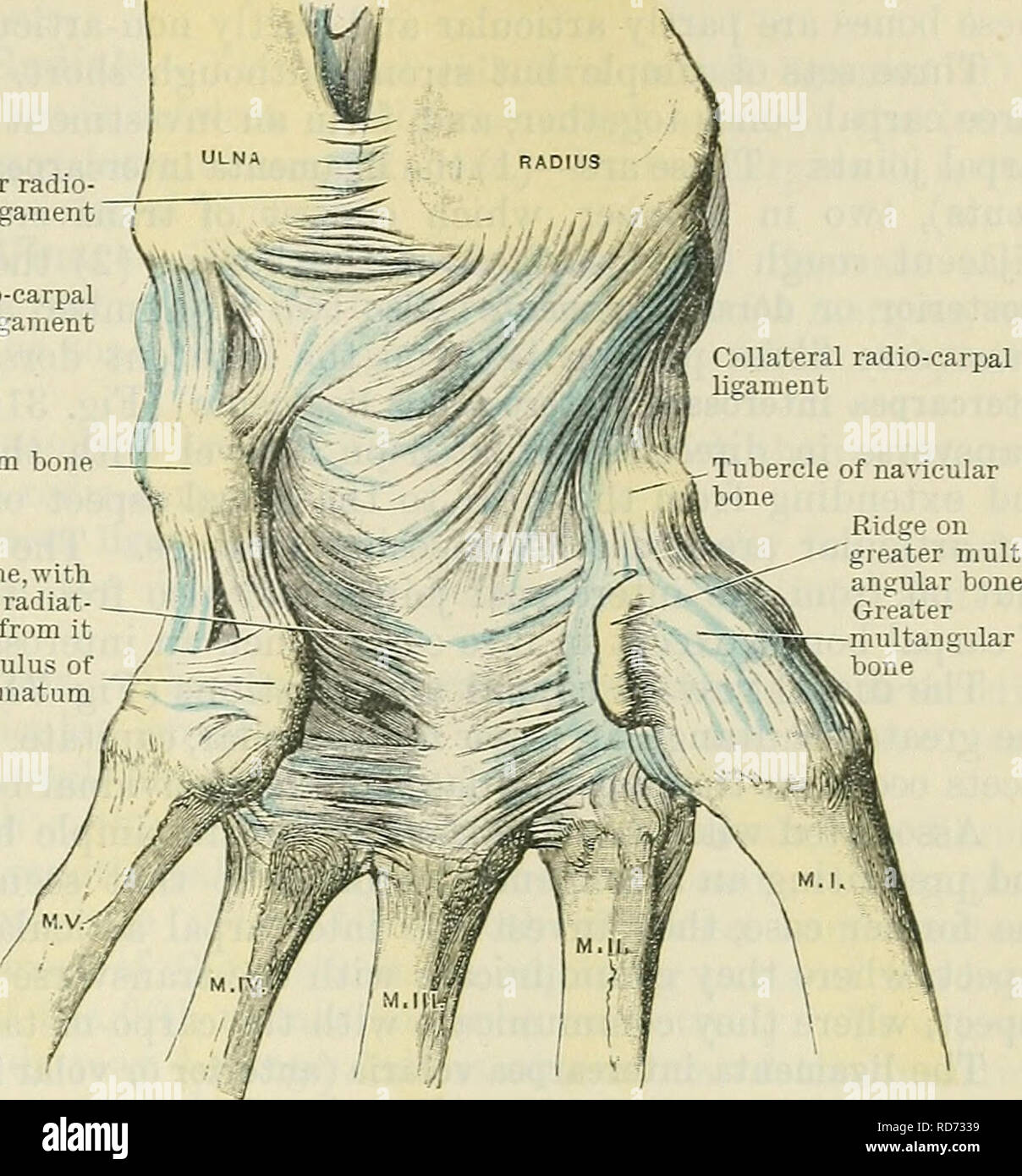 Cunningham il libro di testo di anatomia. Anatomia. Giunti CAEPAL. 329 radio  anteriore- legamento ulnare collaterale radio-legamento carpale Pisiform  osso del raggio, come pure leggermente alla base del processo di styloid