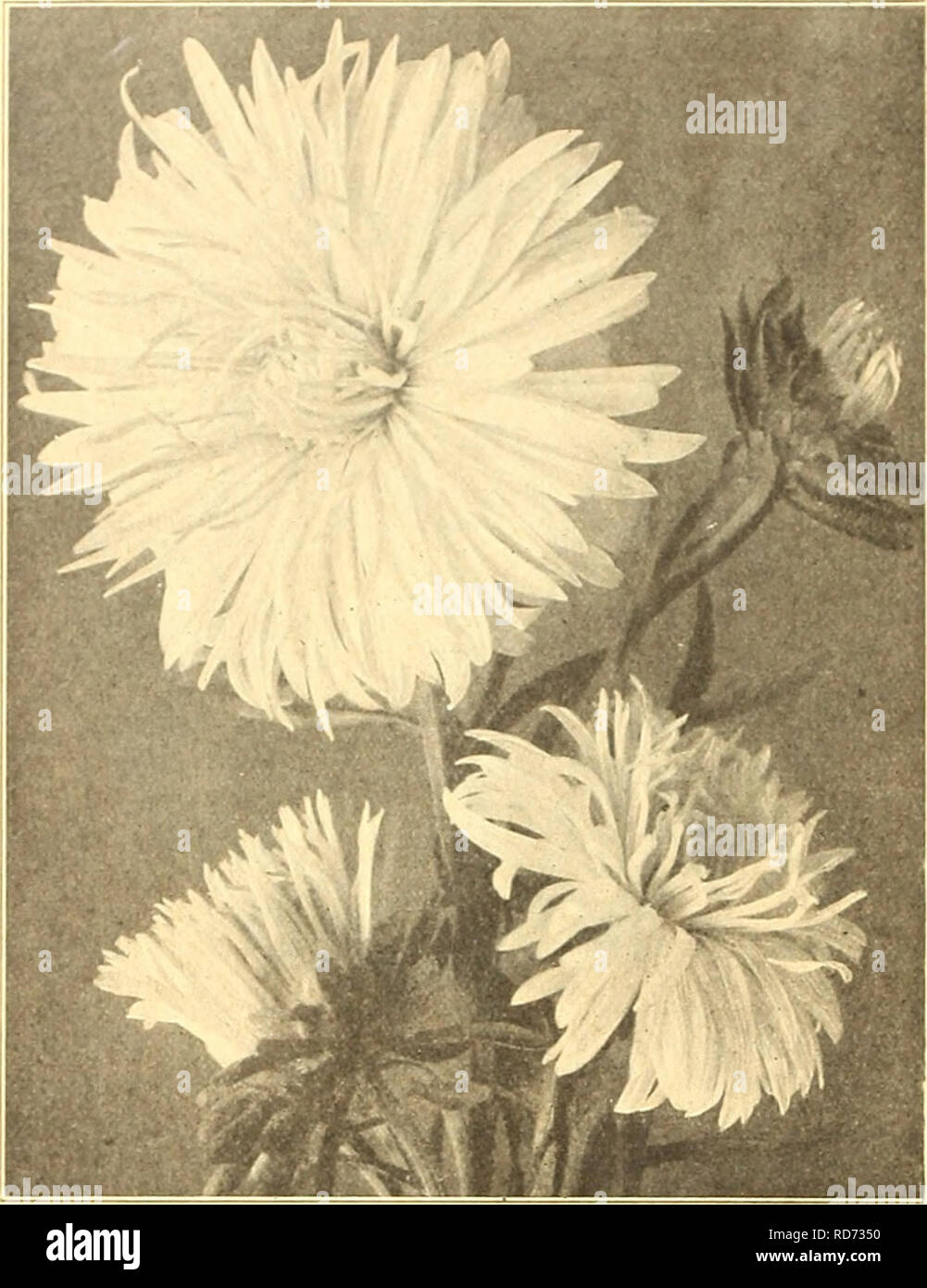 . Currie's farm e giardino : annuale primavera 1920 45 anno. Semi di fiori di cataloghi; lampadine (piante) Semi cataloghi; semi di ortaggi cataloghi; Vivai (orticoltura) cataloghi; piante ornamentali, cataloghi; attrezzature da giardinaggio e i cataloghi dei materiali di consumo. 50 CURRIE Brothers Company, Milwaukee, WIS.. CURRIE LA SCELTA AESTRI ASTBRMUM. splendido nuovo tipo di HohenzoUern Aster, di im- mense dimensioni, con molto pieno centro. La pianta raggiunge una altezza da 18 a 24 pollici, crescendo molto diritta, con forte e robusto steli, partendo in prossimità della base. La offriamo in tre colori. AVhIte, Rosa, Laven- der e -Mix Foto Stock