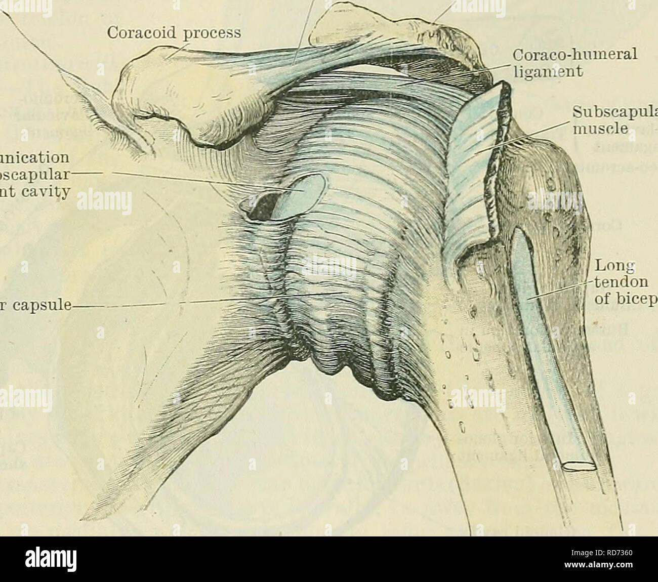 . Cunningham il libro di testo di anatomia. Anatomia. Il SHOULDEB-giunto. 321 tessuto attaccato al margine libero della cavità glenoidea. Molte delle sue fibre sono brevi e pass obliquamente dall'interno verso l'aspetto esterno della cresta, in modo che la sua base allegata è più ampio di quello del suo bordo libero, e quindi nella sezione trasversale appare alquanto triangolare. Il lungo il tendine del bicipite, che nasce dall'apice della cavità glenoidea, diventa in misura considerevole in- corporated con il labrum glenoidale. Capsula Articularis.-La falda fibrosa (A.T. legamento capsulare) (Fig. 302) del cappuccio articolari Foto Stock