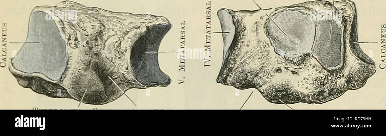 . Cunningham il libro di testo di anatomia. Anatomia. 264 OSTEOLOGIA. Terzo Navicular cuneiforme (occasionali). La tuberosità scanalatura per perox^eus longus una scanalatura per peron.-eus tuberosità longus il suo centro e in prossimità del suo bordo dorsale. Questo è per l'articolazione con il lato laterale del terzo cuneiforme ; prossimale e distale rispetto a questa superficie è ruvida per legamenti. Non di rado, prossimale alla faccetta per il terzo cuneiforme, vi è una piccola superficie articolare per la navicular, come avviene normalmente in il gorilla, mentre in direzione prossimale e sull'aspetto plantare la sporgente in- ferior angolo è s Foto Stock