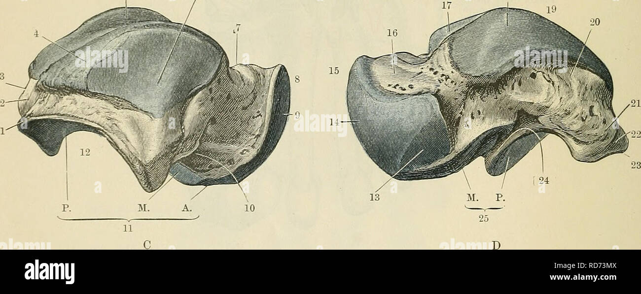 . Cunningham il libro di testo di anatomia. Anatomia. Fig. 257.-Il diritto astragalo. A. superficie dorsale ; B. superficie piantare. 1. Scanalatura per flex, hallucis. lungo. 2. Il tubercolo mediale. 3. Trochlea. 4. Corpo. 5. Per l'articolazione con il malleolo mediale. 6. Testa. 7. per l'articolazione con navicular. 8. Collo. 9. Per l'articolazione con il malleolo laterale. 10. Superficie contro la quale la sezione posteriore talo-fibular liga- ment poggia. 11. Processus posteriore. 12. Processus posteriore. 13. Sezione posteriore, centrale ed anteriore sfaccettature per calcagno. 14. Per l'articolazione con navi- cular. 15. Superficie di appoggio sul plantare calcaneo - navicula Foto Stock