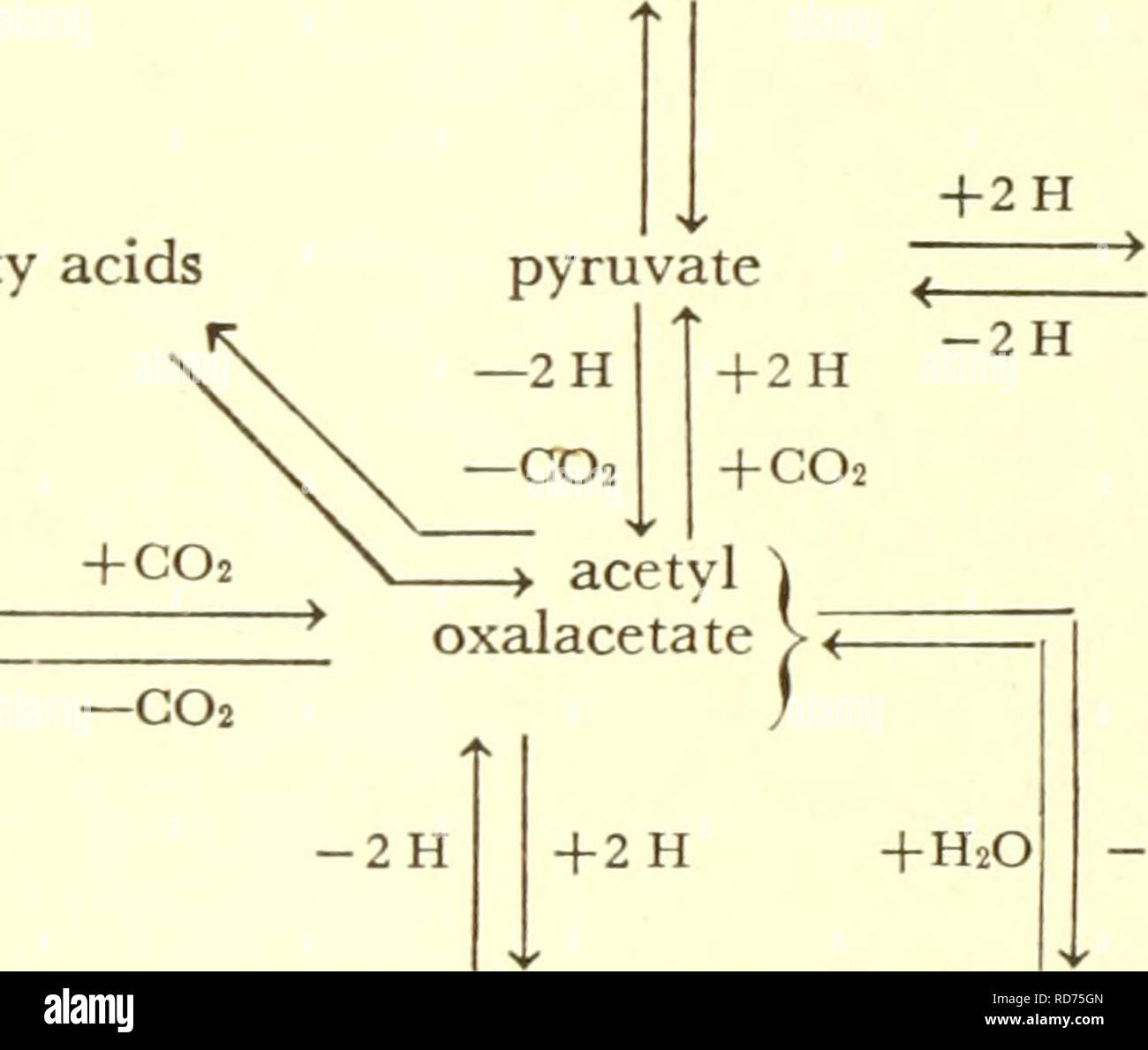. Correnti nella ricerca biochimica. Biochimica -- Ricerca; biochimica; ricerca. Il biossido di carbonio formato in precedenza può essere convertito in acido piruvico dal carbossile riduttiva- zione, i. e. mediante inversione di reazione Ilia. Avremmo quindi un meccanismo ciclico per cui il biossido di carbonio e idrogeno entrando in vari punti dovrebbe emergere come acido piruvico. Il di- e acidi tricarbossilici sarebbe solo atto cataliticamente come vettori di biossido di carbonio e idrogeno. Questa è una inversione del cosiddetto ciclo degli acidi tricarbossilici, che è considerata essere un importante percorso per la degradazione ossidativa del carbohyd Foto Stock