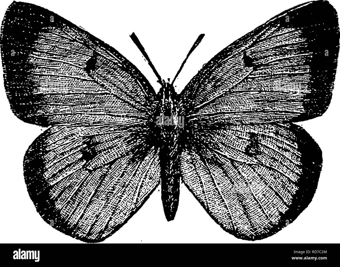 . Un manuale per lo studio degli insetti. Gli insetti. LEriDOFTERA. 385 Le Falcate arancio-punta, Anthocharis genittia (UN-thocli'--ris ge-nu'ti-a). In questa specie apice della ribalta ali è agganciato, che ricorda quella del gancio-punta falene. Nei maschi vi è una grande apicale patch arancione. Questa farfalla è trovato in tutto il sud-est degli Stati Uniti, non comprese in Florida. Si verifica come lontano nord come New Haven, Connecticut. Esso non è per nulla abbondanti. Synchloe olympia (Syn^chlo-e o-lym^pi-a). In questa specie la Orange è una patch che vogliono in entrambi i sessi. Vi è un coti- spicuous barra nera alla fine o Foto Stock