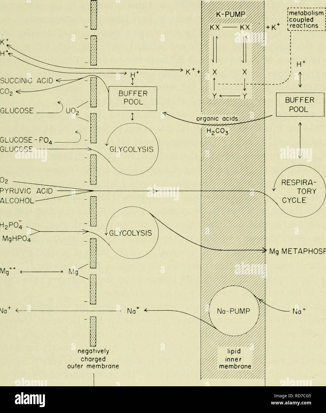 . Elettroliti in sistemi biologici, incorporando i documenti presentati in occasione di un simposio presso il laboratorio biologico marino nel foro di legni, Massachusetts, in data 8 settembre 1954. Elettrofisiologia; elettroliti; elettroliti; Elettrofisiologia; fisiologia, comparativo. ASER ROTHSTEIN 95 membrana interna contiene una fase lipidica in cui si trovano metabohsm accoppiati i meccanismi di supporto per il trasporto in potassio e sodio fuori dalla cellula. Il sistema è rappresentato schematicamente nella figura 13. H2PO4 MgHP04 mg** <- Na* ^. Lo spazio extracellulare ^-VANO PERIFERICO DELLA CELLA-&GT; Fig. 13. Schema di e Foto Stock