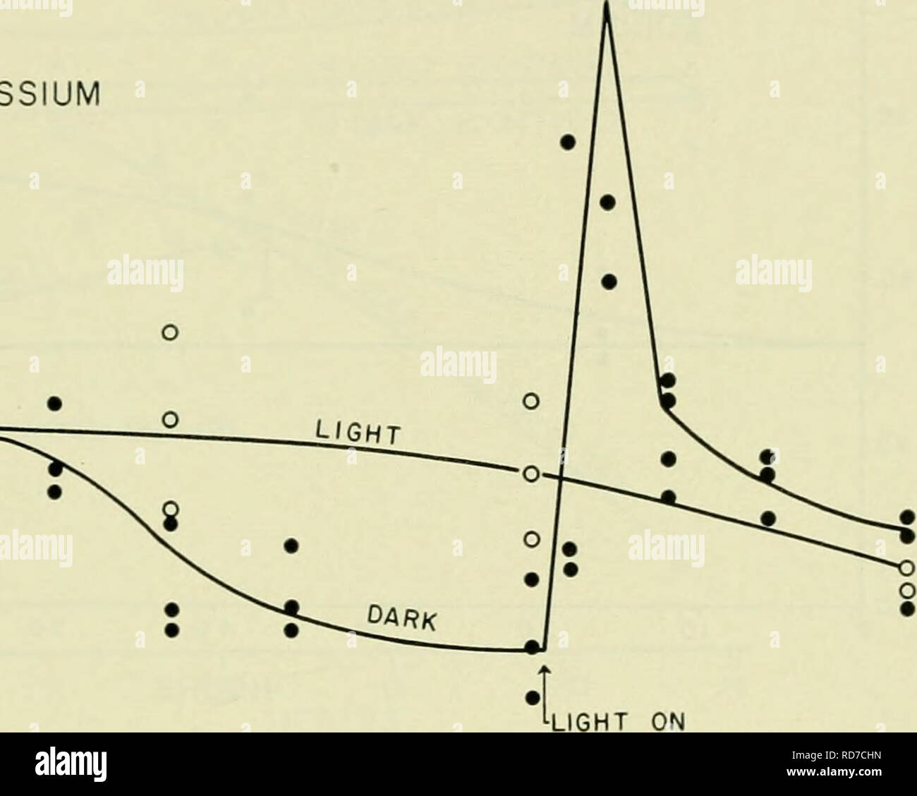 . Elettroliti in sistemi biologici, incorporando i documenti presentati in occasione di un simposio presso il laboratorio biologico marino nel foro di legni, Massachusetts, in data 8 settembre 1954. Elettrofisiologia; elettroliti; elettroliti; Elettrofisiologia; fisiologia, comparativo. GEORGE T. SCOTT E HUGH R. HAYWOOD 41 la cui produzione è impedito da questo inibitore, 4) a basse temperature. In aggiunta, sono stati eseguiti esperimenti in cui l'effetto dell'esterno della concentrazione di sodio il riaccumulo di potassio è stato studiato. Un esame di un grande corpo di dati indica una stretta correlazione tra il potassio co Foto Stock