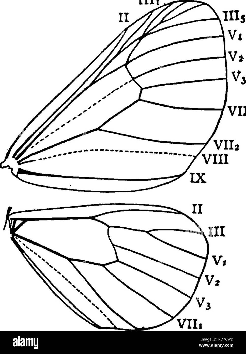 . Un manuale per lo studio degli insetti. Gli insetti. 282 LO STUDIO DEGLI INSETTI, alberi a oviposit come fare le femmine della batteriosi vascolare-worm. La femmina è rappresentato in nella parte in basso a sinistra della figura. Ella è grigio in colore, con due macchie nere sul retro di ciascun segmento tranne l'ultimo, che ha solo uno. Il maschio ha un buff fore ali, con un punto centrale e una banda oltre la metà, mentre la cerva ali sono molto più leggeri. Questo insetto può essere combattuta mediante gli stessi metodi sono utilizzati contro la batteriosi vascolare-worm. Famiglia Hydriomenid^ (Hyd-ri-o-uomini'i-dse). TJie Hydriomenids {Hyd-ri-o-me"nids), il Hydrio Foto Stock