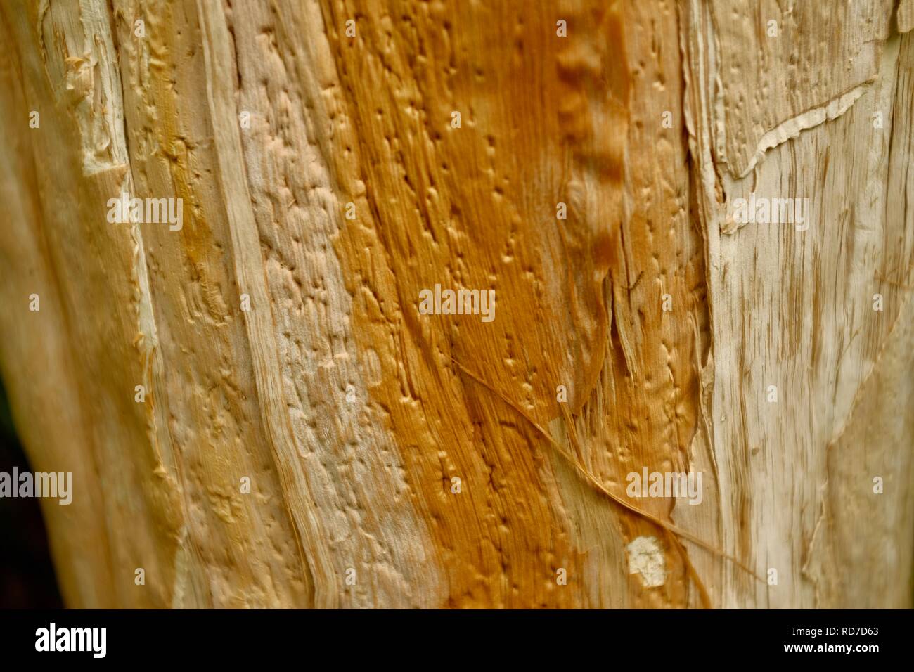 Corteccia di un albero paperbark, la diversità boardwalk a Cape Hillsborough National Park, Queensland, Australia Foto Stock