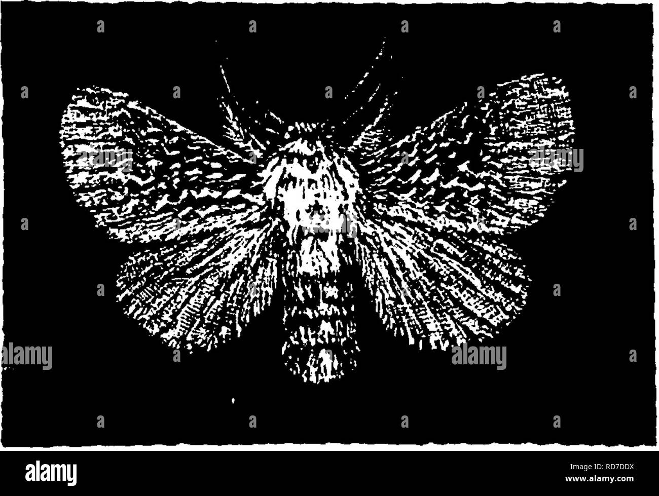 . Un manuale per lo studio degli insetti. Gli insetti. 2X8 lo studio degli insetti. Famiglia Megalopygid^e (Me-gal-o-pyg'i-dae). TJie Flannel-MOT J è, a volte ci viene attirato verso la nostra serata lampada una falena biancastra, le cui ali, essendo densamente vestita con lunghi capelli ricci, assomigliano a bit di flanella; questa è la flanella zigrinato-tarma Megalopyge cris- pata (Me-gal-o-py'ge cris-pa'ta). È di color crema, con le ali anteriori segnata con linee ondulate di nero zigrinato e marroncina peli. Il maschio è rappresentato dalla Fig- ura 246; la femmina è più grande, Fig. lifi.-Megalopygecrispata. ampliando uno e tre quinti Foto Stock