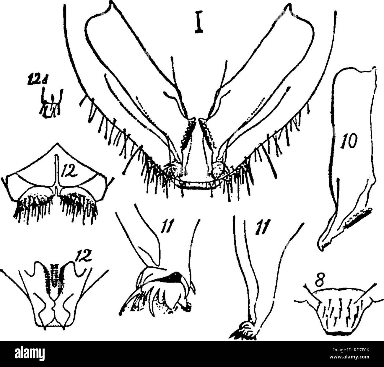 . Un manuale per lo studio degli insetti. Gli insetti. Capitolo IV Ordine Thysanura (Thys-a-nu'ra). Setola-tails, molla-tails, pesce-falene^ e altri. I membri di questo ordine sono wingless insetti che non subiscono metamorfosi, la forma larvale essendo trattenuto da un adulto. Le mandibole e maxillcs sono retratti entro la cavità della testa in modo da 07tly i loro consigli sono visibili ; essi hanno tuttavia una certa libertà di movimento e può essere utilizzato per mordere e chezving sostanze morbide. Vero occhi composti sono raramente presente; ma in alcuni generi è presente un gruppo di shnple occhi su ciascun lato della testa. La a Foto Stock