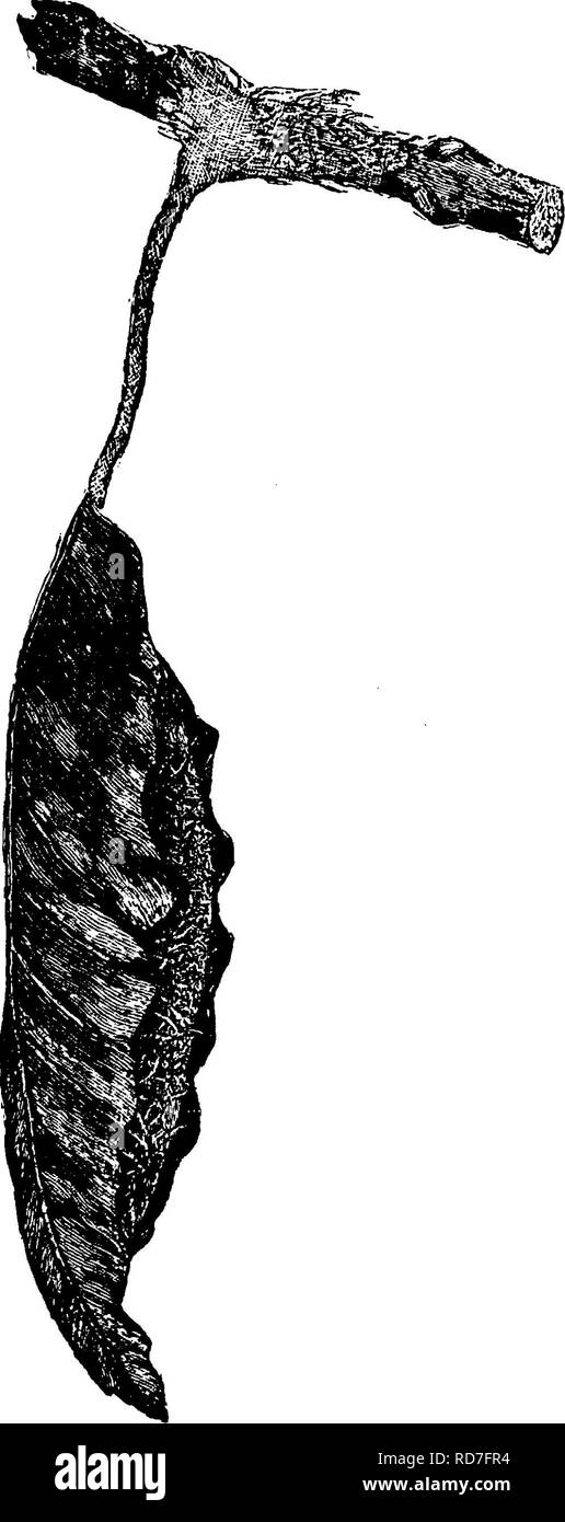 . Un manuale per lo studio degli insetti. Gli insetti. LEPIDOPTERA, 355 di una grande proporzione della nostra comune di frutta e di alberi forestali; ma abbiamo trovato che era più di frequente su wild " Ciliegio e Frassino che su altri. I bozzoli possono essere facilmente raccolti durante l'inverno da questi alberi. Questo è il modo migliore per ottenere campioni freschi di farfalle che emergeranno dalla bozzoli in primavera o dell'estate. Il bozzolo (Fig. 435) è interessante nella struttura. Si è notevolmente allungata ed è racchiusa in una foglia, il picciolo della quale è saldamente fast- ulteriormente rafforzata per il ramo da una fascia di seta che si estende dal co- Foto Stock