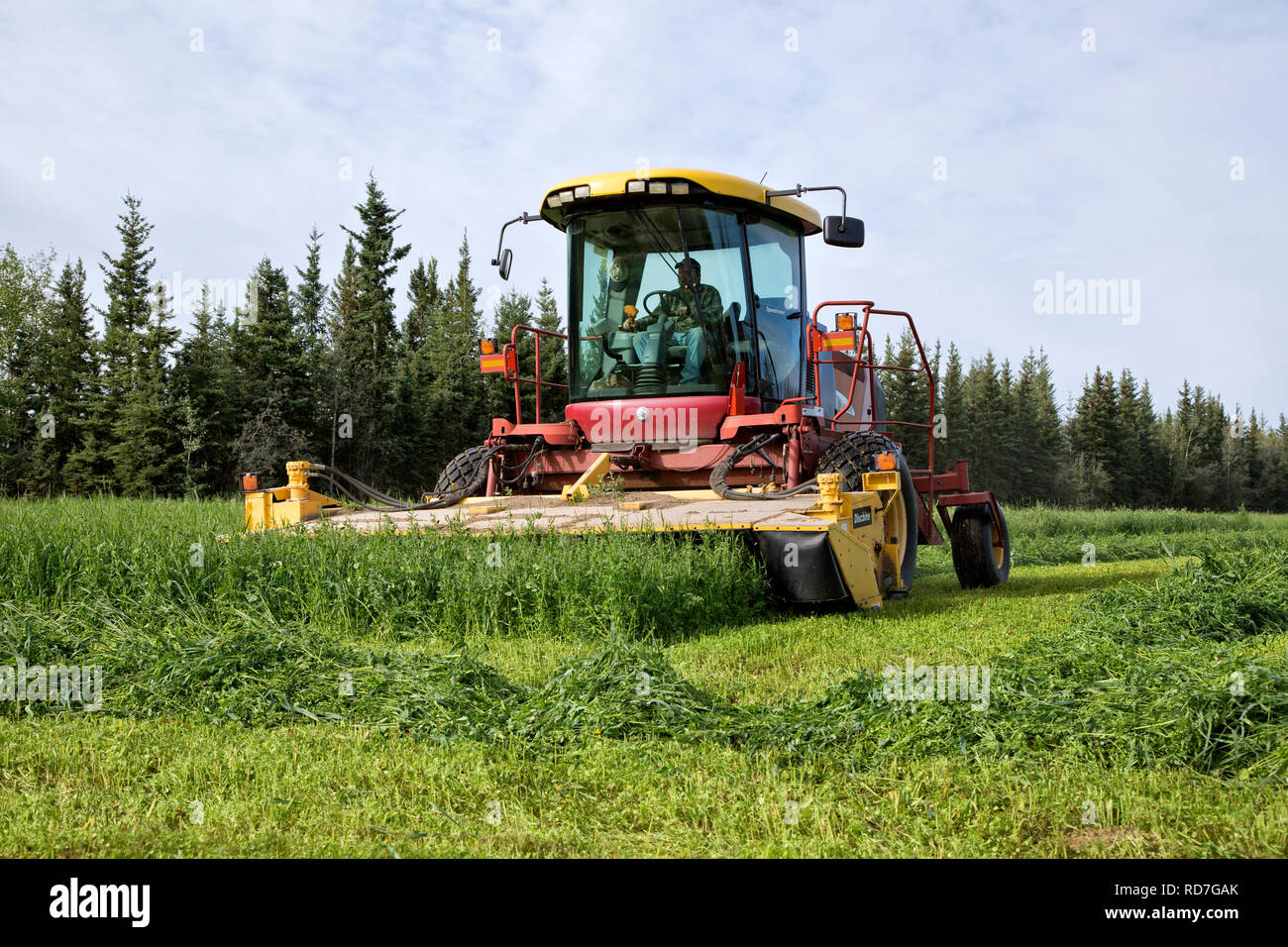 Funzionamento agricoltore New Holland HW345 falciatrice condizionatrice, raccolta pea & oat raccolto di foraggio. Foto Stock