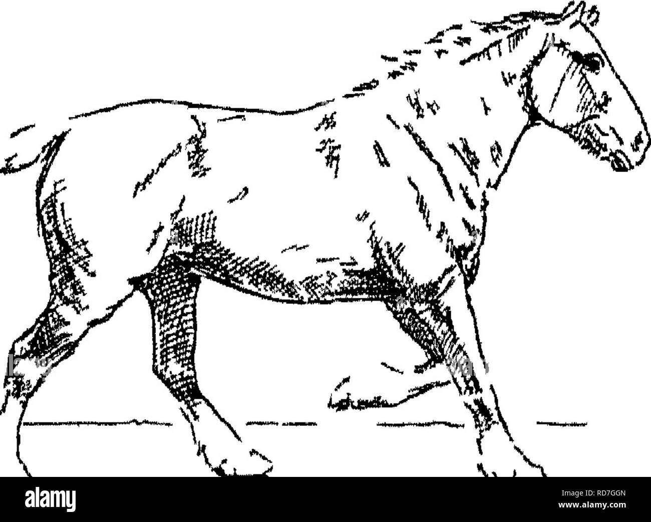 . Punti del cavallo; un trattato sulla conformazione, movimenti, razze e di evoluzione del cavallo. I cavalli. 4W^i. Fig 107 Supporto su Off Hind (ist Tempo) Fig 108 ^lilSlb' "}. Si prega di notare che queste immagini vengono estratte dalla pagina sottoposta a scansione di immagini che possono essere state migliorate digitalmente per la leggibilità - Colorazione e aspetto di queste illustrazioni potrebbero non perfettamente assomigliano al lavoro originale. Hayes, M. Orazio (Matteo Orazio), 1842-1904. Londra, W. Thacker &AMP; co Foto Stock