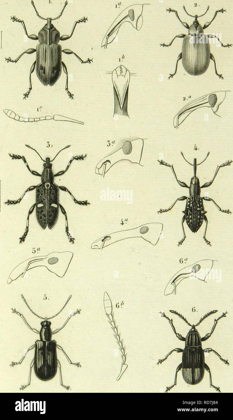 . Histoire Naturelle des insectes : generi des coleopteres, ou esporre methodique et critique de tous les genres propone jusqu'ici dans cet ordre d'insetti. Coleotteri. (U/n//&GT;fÃ©ho PI. 7Ã®.. 1 lÃ®i&GT;liMU'|)llag^ls.â¢JH-OI'(lvlus ;ihvr,-il,.i,l,-.v /â â 4- KurhvMclllIS MnicnnlliuÂ" XM O- Ku^naniptiis llfMiiinKtix .ft-AA . (&Gt;. Mcsopliluis .i|ii,-nllÂ" /m/mi .. Si prega di notare che queste immagini vengono estratte dalla pagina sottoposta a scansione di immagini che possono essere state migliorate digitalmente per la leggibilità - Colorazione e aspetto di queste illustrazioni potrebbero non perfettamente assomigliano al lavoro originale. Lacordaire, T Foto Stock