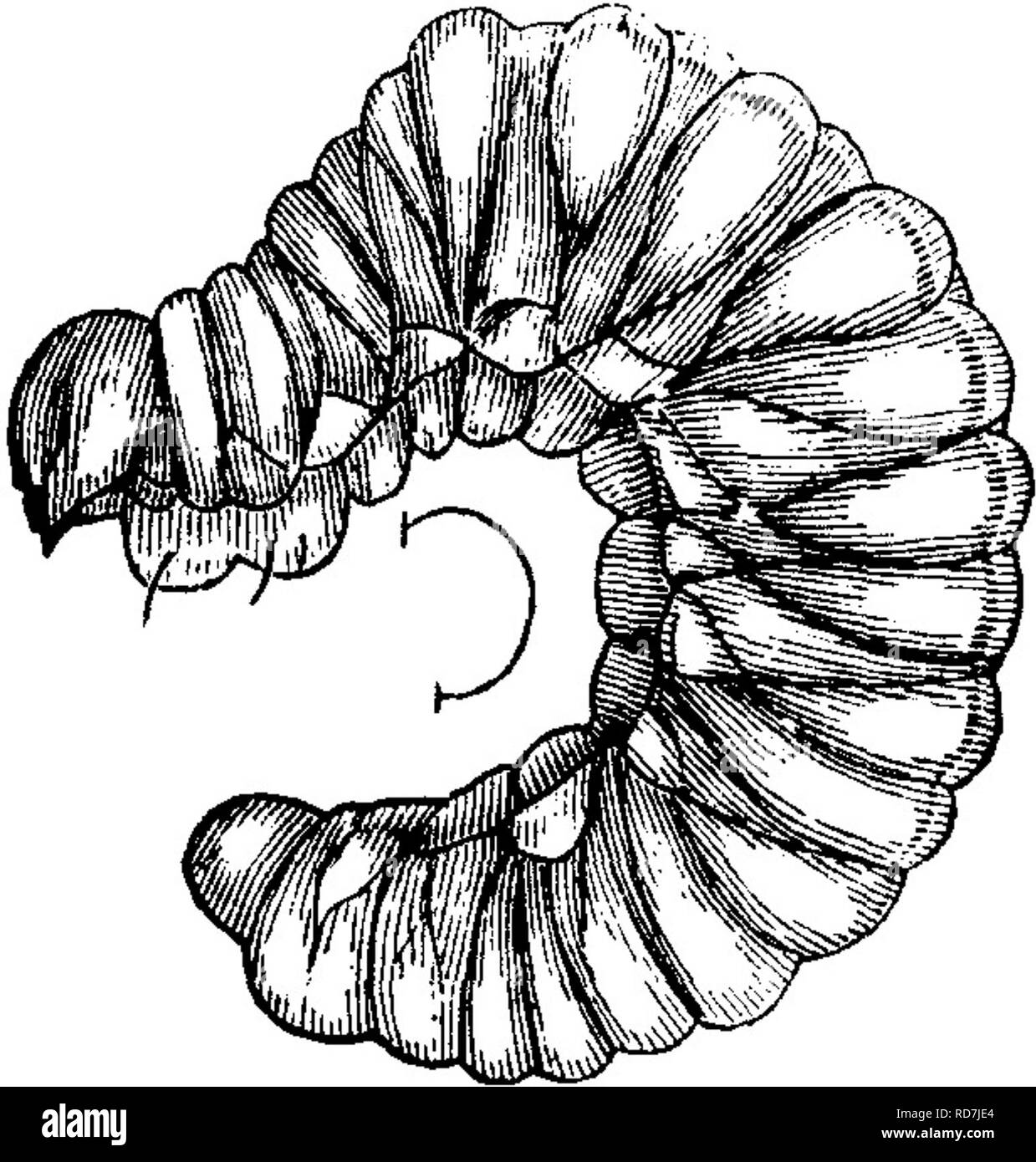 . Insetti dannosi per la frutta. Illustrato con quattro cento e quaranta legno-tagli. Pesti di insetto. 134 insetti dannosi per gli Apple. quelli che la femmina fa per le sue uova sono raccolto fuori ancora più ampiamente e l'uovo è posizionato sul fondo. L'uovo è di un colore giallognolo, e nella forma di una lunga ovale, essendo circa uno-venti iifth di un pollice di lunghezza e non esattamente la metà di quella in larghezza. Non appena la larva portelli, burrows al cuore del frutto dove alimenta intorno al nucleo, che diventa parzialmente riempito con ruggine-rosso escrementi. In circa un mese raggiunge la piena dimensione, quando essa presenta t Foto Stock