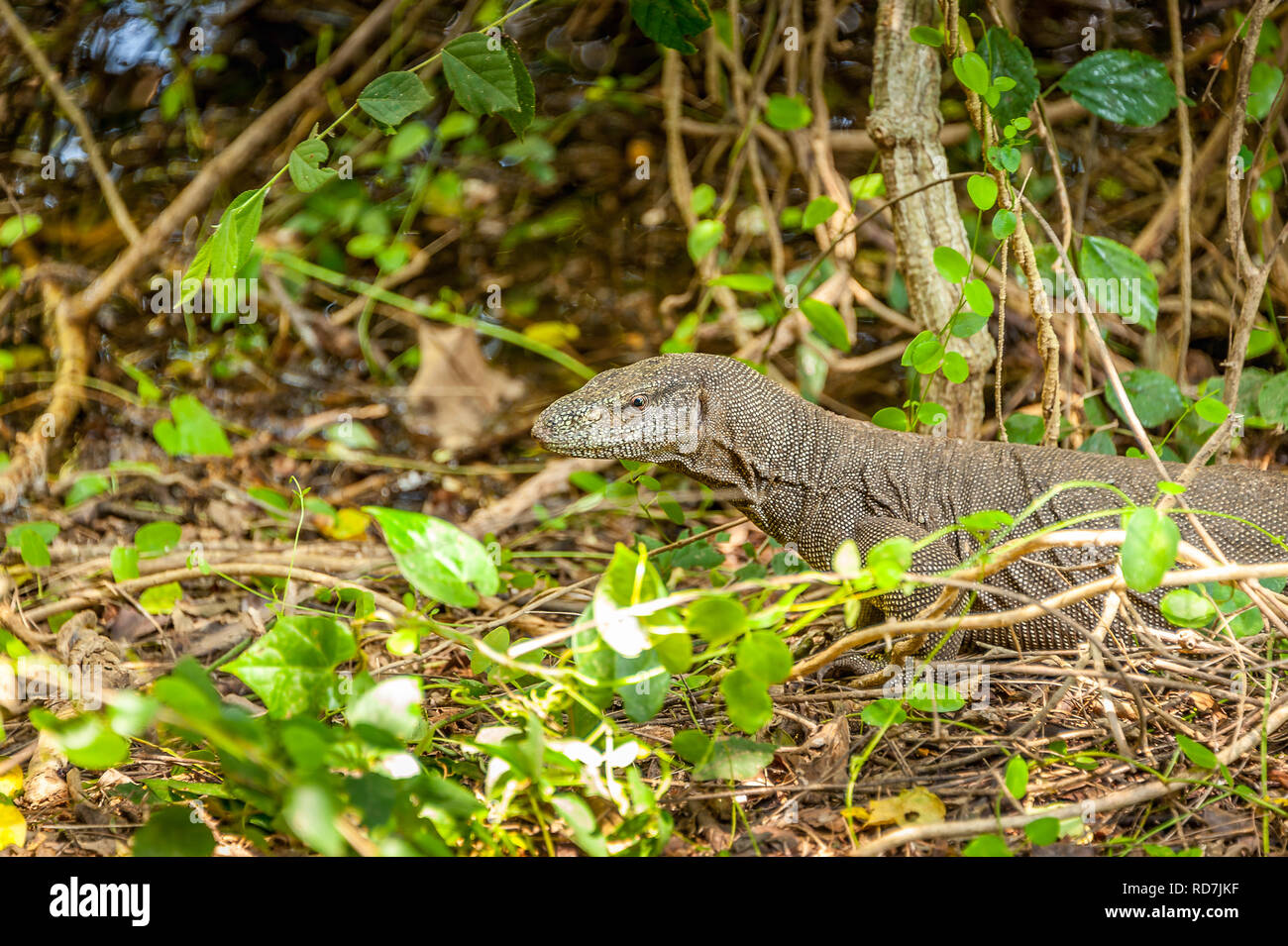 Ritratto di un grande monitor Bengala lizard (Varanus bengalensis), Yala National Park, Sri Lanka. Close up della testa e del collo per marcature con sfondo della giungla Foto Stock