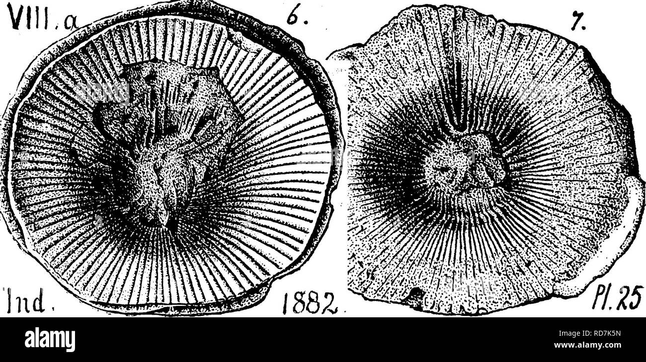 . Un dizionario dei fossili di Pennsylvania e gli Stati limitrofi denominato nelle relazioni e nei cataloghi del sondaggio ... Paleontologia. in parte, Hal], 35th Et. N. Y. membro Mus. Nat. Hist. 1882.) col- lett's. Indi anna Rt. 1882, pagina 278, la piastra 18, fig. 14, parte di un corto e un ampio campione ; 15, più lunga, irregolare; la piastra 25, fig. 6, la coppa del corallo che mostra PI è. ^^^ forte * e grossolana. raggi, 7, un'altra tazza con i raggi in parte obliterato da sili- cification. Il carbone Orchard, Ky. Corniferous calcare. Villa.. Si prega di notare che queste immagini vengono estratte dalla pagina sottoposta a scansione immagini che Foto Stock