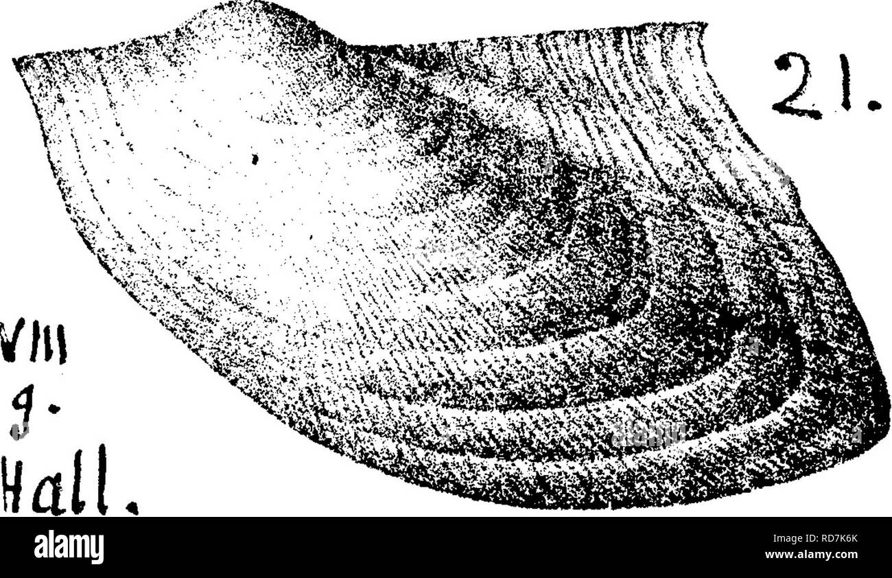 . Un dizionario dei fossili di Pennsylvania e gli Stati limitrofi denominato nelle relazioni e nei cataloghi del sondaggio ... Paleontologia. (Conocephalites vulcanus^ Billings, Tnl ^^^^^^^^-^^" II. 9^2, fig. 7^^^* 357; Pal. Foss.I,p.l4,fig. 17; Geol. Vt. 18G3, 286, fig. 296.) Walcott, Bul- mi letin n. 30, U. S. G. S. pagina 1^8, la piastra 26, fig. 4, compressa spec, da Parker's cava; fig. 4a, più perfetto dal ''sandrock rosso " est di Highgate molle. Abbassare Cambrian {Georgian) formazione, nel Vermont. L. C. Ptychophyllum kn^ppi. Vedi pagina 887. Ptychopteria beeeheri, Hall, Pal. N. Y. Vol. Foto Stock