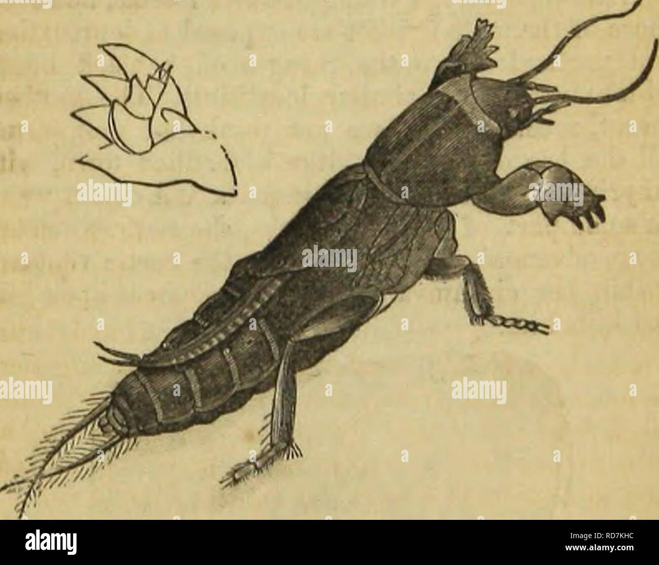 . Architettura di insetti. Gli insetti. MOLE-cricket. 213 muscoli dei bracci di scavo. I bracci di loro- stessi sono forti e ampia, e la mano è arredata con quattro grandi artigli affilati, puntando piuttosto ob- liquely verso l'esterno, essendo questa la direzione nella quale si scava, gettando la messa a terra su ciascun lato del suo corso. Così fortemente in realtà, non buttare via i suoi bracci, che noi troviamo che può così facilmente sostenere il proprio peso quando viene trattenuto tra il dito e il pollice, come abbiamo provato su una mezza dozzina di gli insetti vivi oggi in nostro possesso. La pagliuzza Cricket^ con un contorno separata di una delle sue mani. T Foto Stock