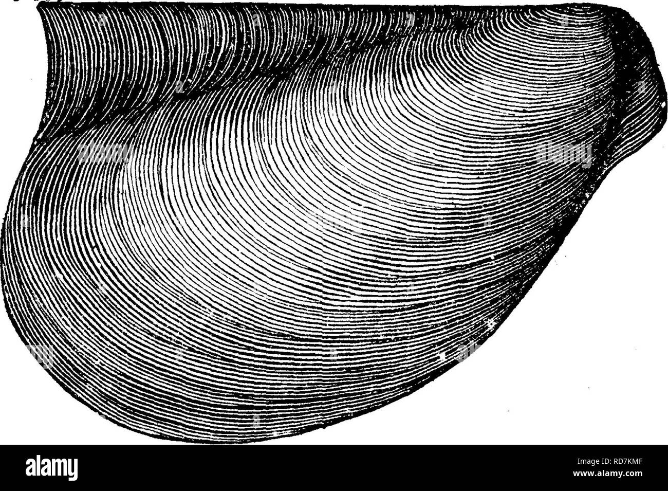 . Un dizionario dei fossili di Pennsylvania e gli Stati limitrofi denominato nelle relazioni e nei cataloghi del sondaggio ... Paleontologia. 49.' contee è caratteristica del Chemung (T, 29; T4, 434), come, per in- posizione, a Sandy scisti n. 44,45, Fa. R., Juniata sotto nella sezione Caccia- ingdon. (T3, 264.) In Columbia Co. il Rupert stretto di 41 letti (G7, 69, 70; Claypole's Cat. spec. 93-11, ammenda speci- mens). La sezione Bloomsburg bed 67 (G7, 287), e i letti sono 7, 9 (G7, 290) rendimento con Chonetes setigerus. e lo spirito era mesoGOStalis^ in Chemung corretto. Ma nella sezione Catawissa (G7 Foto Stock