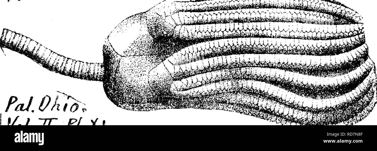 . Un dizionario dei fossili di Pennsylvania e gli Stati limitrofi denominato nelle relazioni e nei cataloghi del sondaggio ... Paleontologia. A. N. S. Phila. Collett Indiana della relazione del 1881, pagina 368, la piastra 41, fig. 1. Keyes. Amer. Philos. Soc. Phila. Vol. 25, n. 128, p. 242, fig. 1, che cresce su un plat- yceras infundibul- um; fig. 2, crescere- ing su Platyceras .cvveo- 'i/-^9xxv ^^^^ equilaterum, Suh- carooniferous^ Keolcuk calcare. Â Platycrinus lodensis, H. &AMP; W. Pal. Ohio, Vol. 2, 1875, p. V .â â â ;è:ss'sgate:.^ *K loo, pi. 11, fig. 3, con stron g basi di braccio; piastre basali lieve- jl ly resto Foto Stock