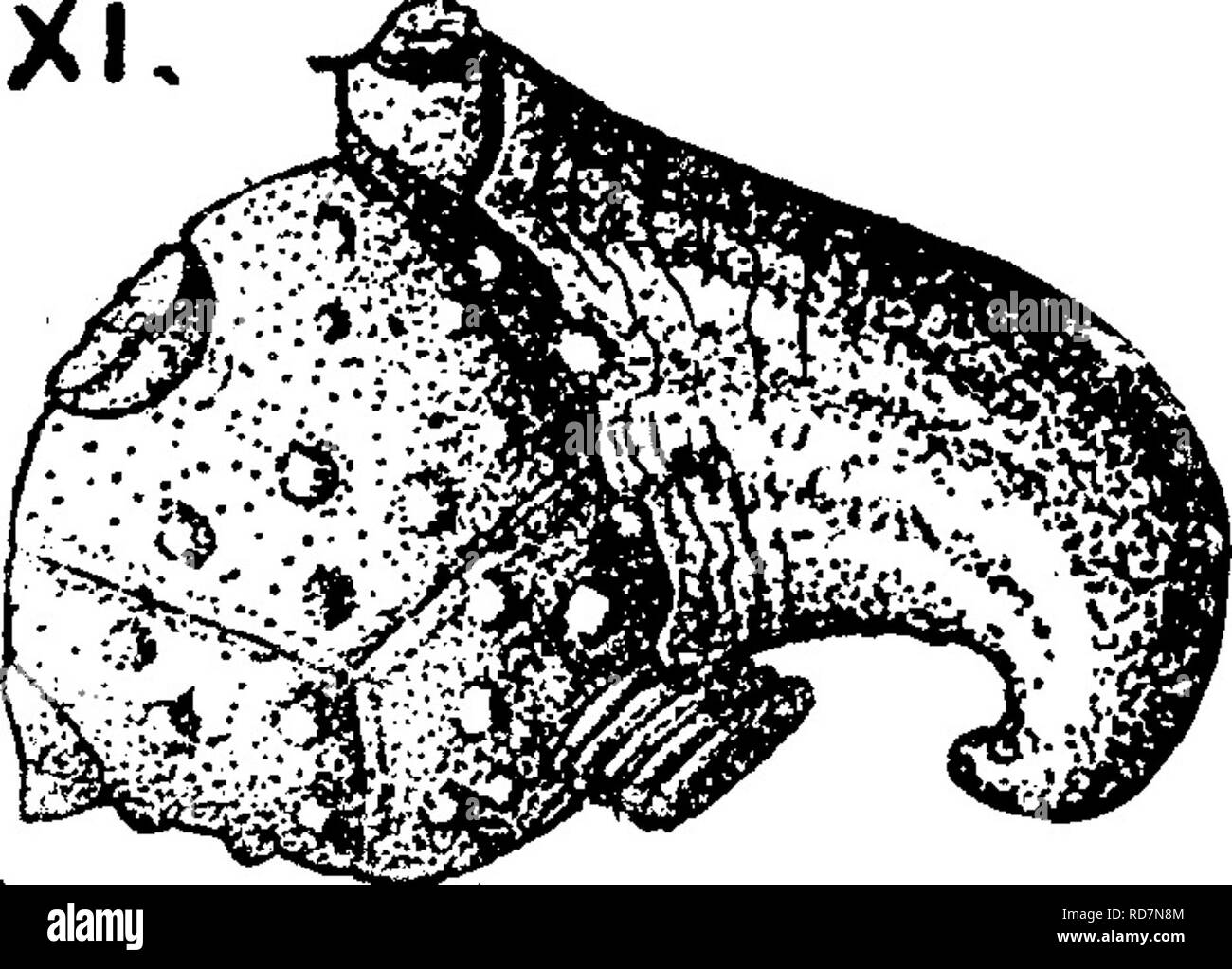 . Un dizionario dei fossili di Pennsylvania e gli Stati limitrofi denominato nelle relazioni e nei cataloghi del sondaggio ... Paleontologia. A. N. S. Phila. Collett Indiana della relazione del 1881, pagina 368, la piastra 41, fig. 1. Keyes. Amer. Philos. Soc. Phila. Vol. 25, n. 128, p. 242, fig. 1, che cresce su un plat- yceras infundibul- um; fig. 2, crescere- ing su Platyceras .cvveo- 'i/-^9xxv ^^^^ equilaterum, Suh- carooniferous^ Keolcuk calcare. Â Platycrinus lodensis, H. &AMP; W. Pal. Ohio, Vol. 2, 1875, p. V .â â â ;è:ss'sgate:.^ *K loo, pi. 11, fig. 3, con stron g basi di braccio; piastre basali lieve- jl ly resto Foto Stock